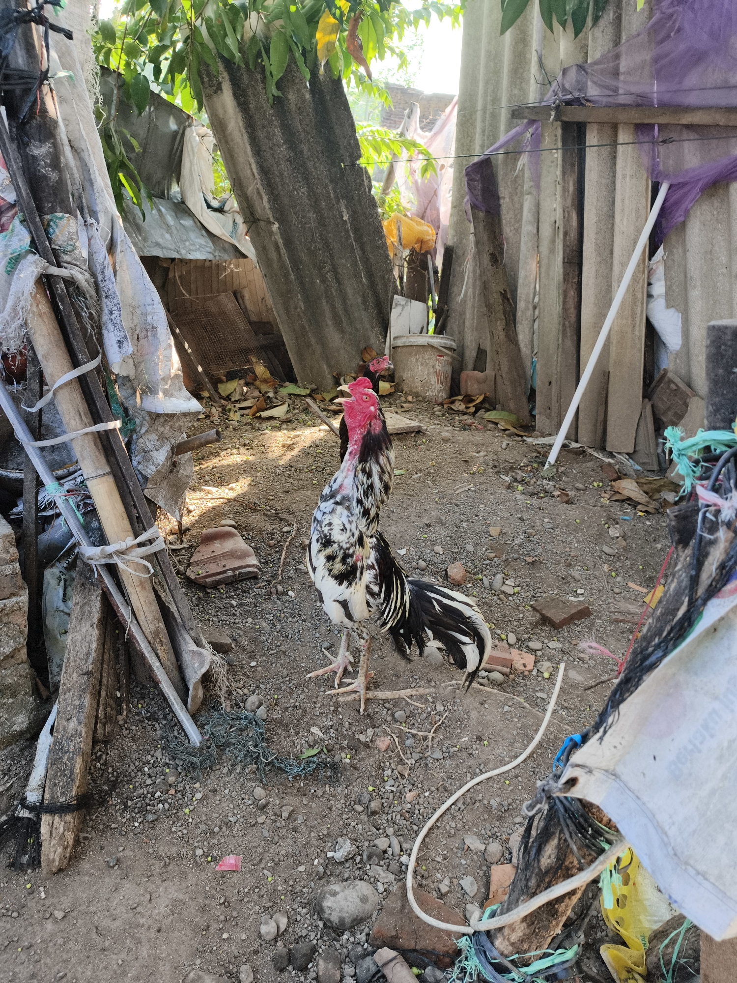 Two roosters are standing in a yard littered with debris, including broken roof tiles, wood scraps, and tangled netting. The yard is surrounded by ramshackle structures made of corrugated metal and wood. In the background, a large, flat, grey object leans against a tree. The scene appears to be in Pekalongan, Indonesia. The lighting suggests it is daytime, possibly late morning or early afternoon.