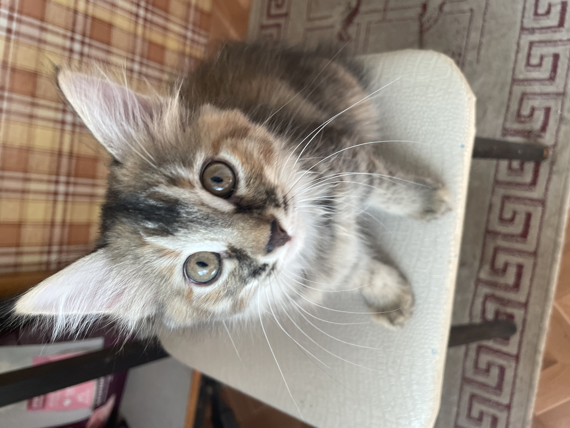 A young kitten with grey and brown tabby markings and large, expressive eyes sits on a white stool. The kitten is facing the camera directly, with its head tilted slightly upwards. Its long, white whiskers fan out from its nose. The stool has a textured surface and is supported by dark legs, one of which is visible. In the background, there is a wall with a checkered orange and white pattern. A rug with a geometric red and white pattern is visible on the floor beneath the stool. The scene appears to be indoors, in a domestic setting. The image does not contain information about the city or country.