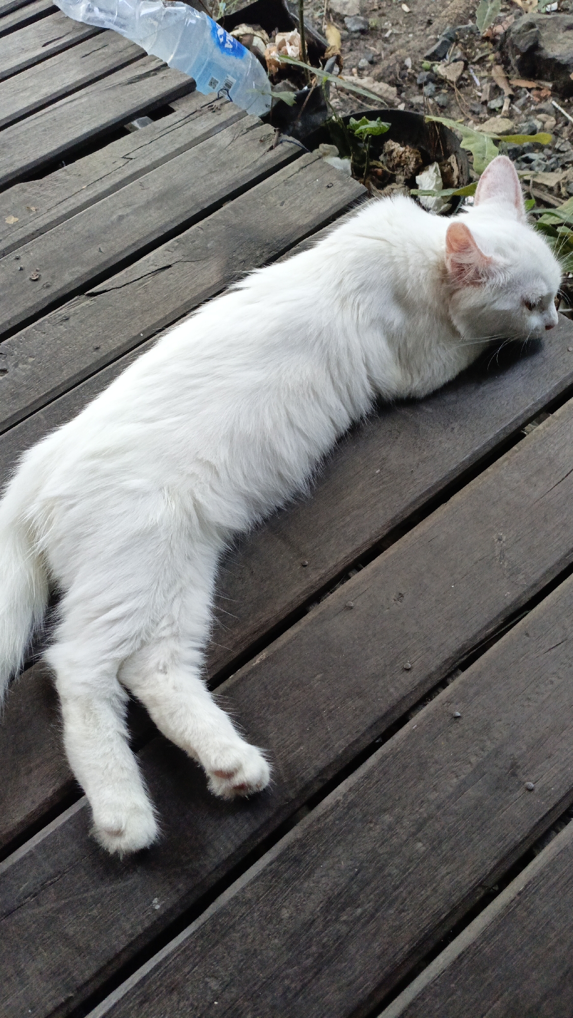In Gusunge, Indonesia, a white cat with pink ears lies stretched out on a weathered wooden deck. The cat is positioned diagonally across the frame, with its head resting on the wood and its body extending towards the bottom left. The deck planks are dark brown and show signs of wear. In the upper left corner, a partially visible plastic water bottle lies on the deck, and behind it, the ground is covered with dirt, rocks, and some sparse vegetation. The lighting suggests it is daytime.