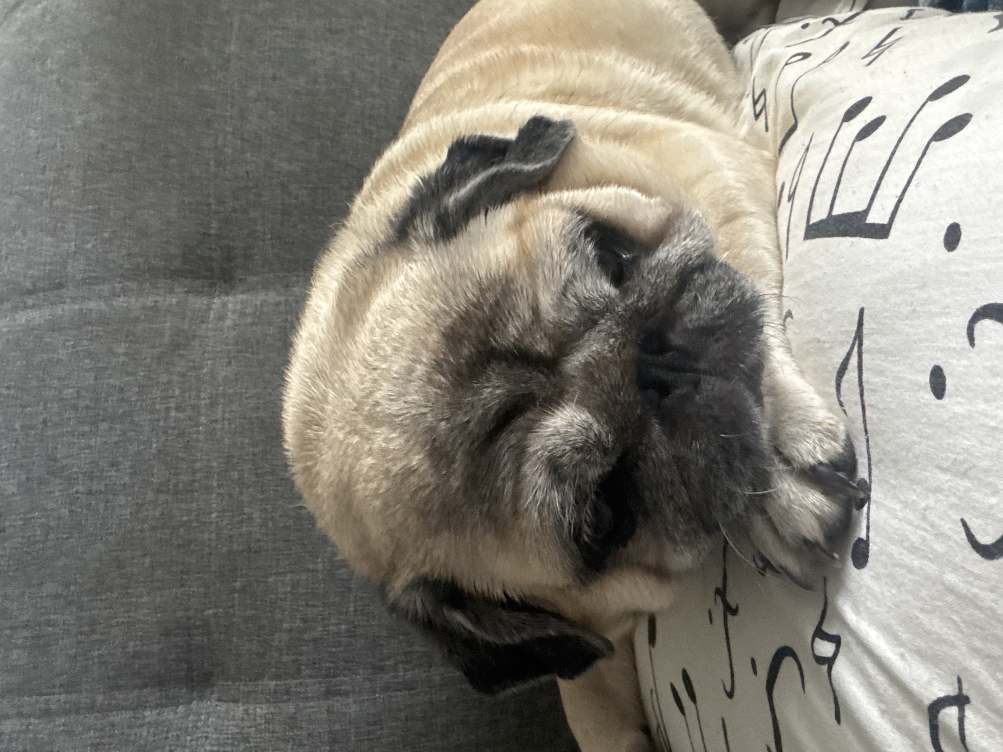 A pug is resting its head on a pillow with a musical note pattern. The pug's face is angled downwards, with its eyes partially closed. The pug's fur is a fawn color with black markings on its face and ears. The pillow is white with black musical notes and symbols. The background is a gray, tufted surface, likely a couch or chair. The lighting appears to be natural and soft.