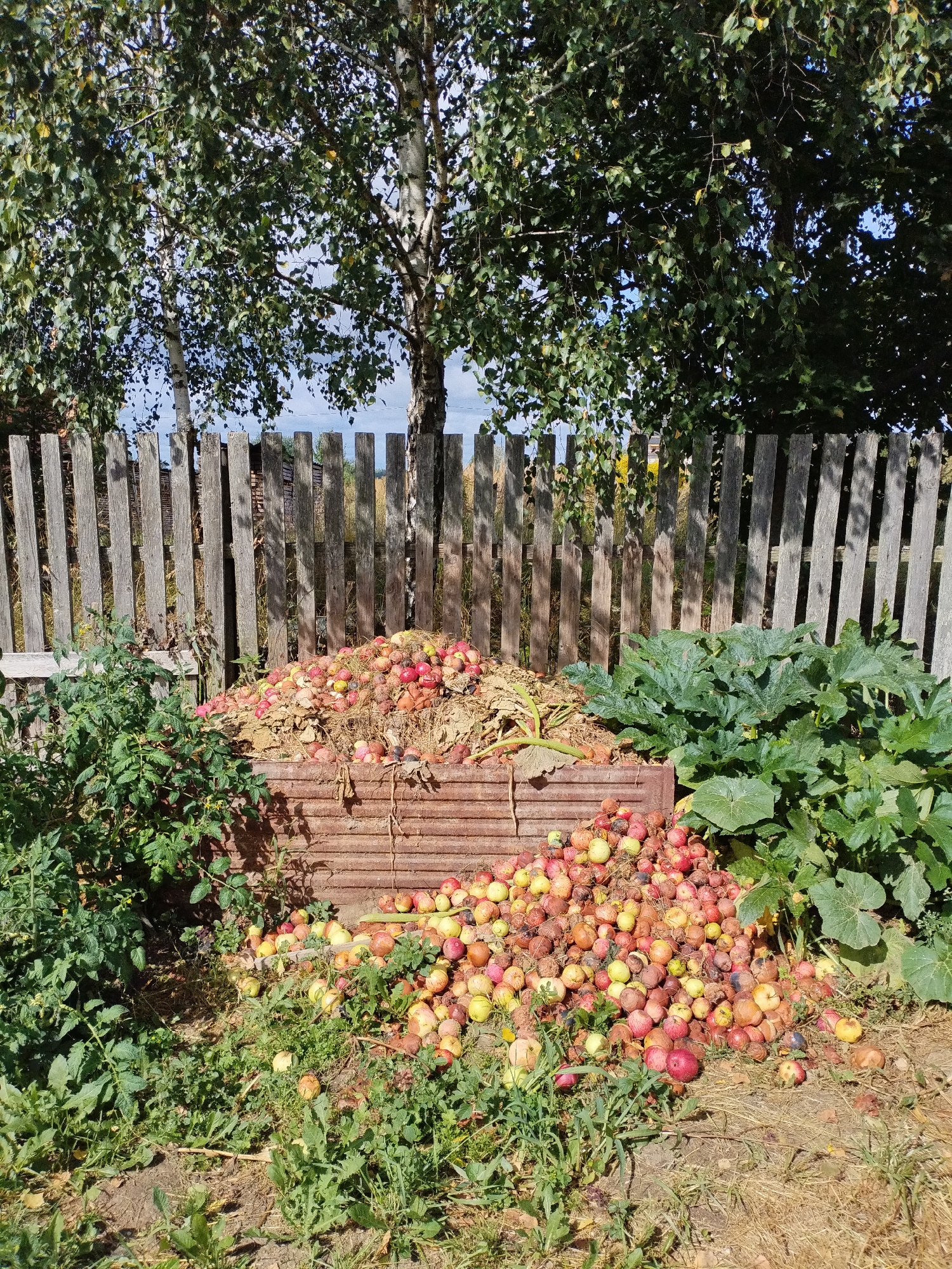 A pile of fallen apples, predominantly red and yellow with some showing signs of decay, is situated in a compost bin constructed from corrugated metal. Additional apples are scattered on the ground around the bin. To the left of the bin is a thriving tomato plant. To the right, large, leafy green plants, possibly squash or zucchini, are growing. Behind the compost bin, a weathered wooden fence runs horizontally. Above the fence, trees with green and yellowing leaves are visible against a partly cloudy sky. The overall scene depicts a rural or garden setting, likely in the vicinity of Bialynichy, Belarus, during autumn.