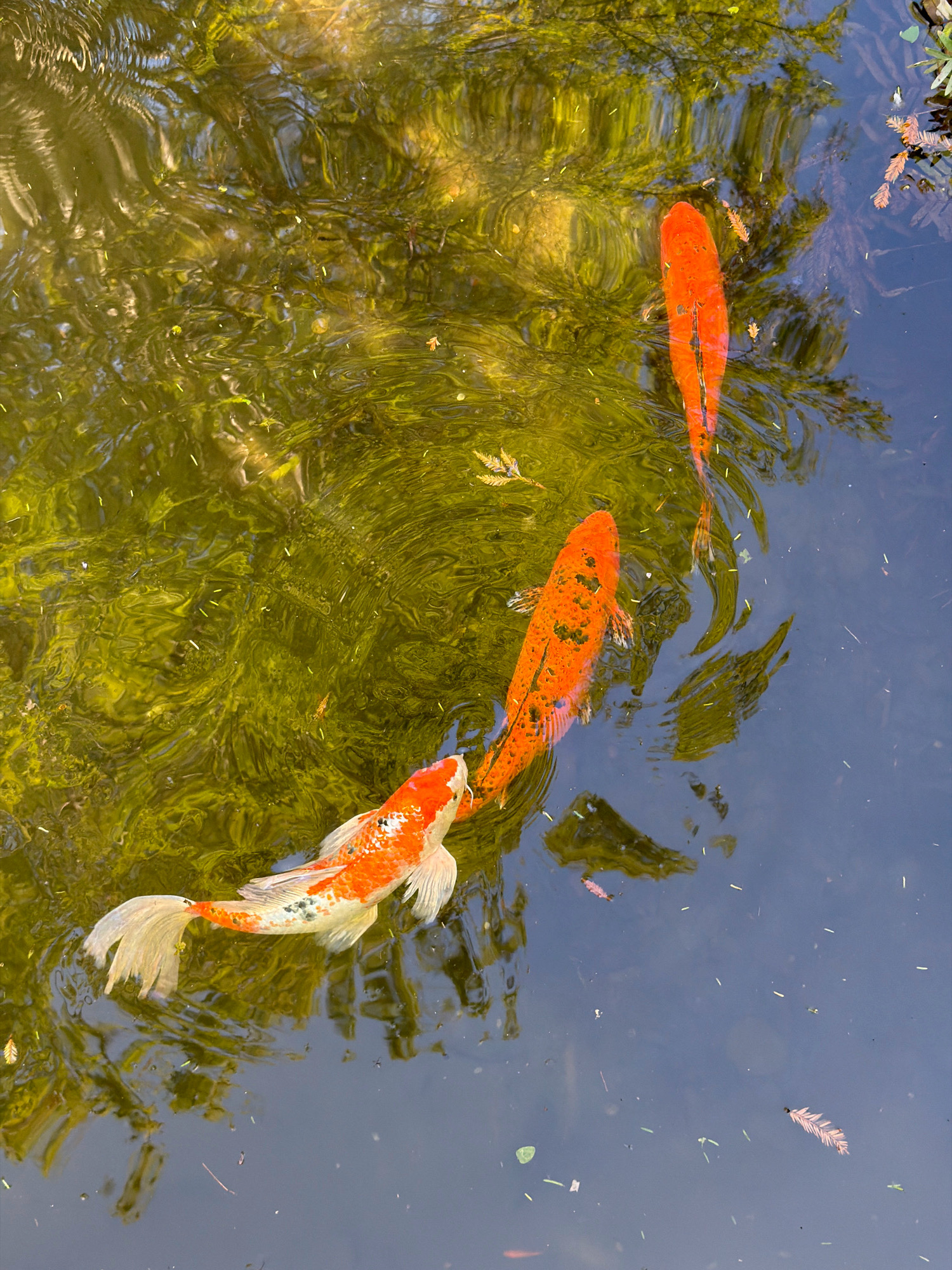 The image shows a top-down view of three koi fish swimming in a pond. Two of the fish are predominantly orange, with one being a solid bright orange and the other having black speckles. The third fish is a calico pattern of white, orange, and black. The water is murky and reflects the surrounding trees and sky, creating a dappled pattern of light and shadow. There are also a few small leaves and debris floating on the surface of the water. The scene appears to be in a natural setting, possibly a park or garden. The location in the city of San Giovanni, Italy is not discernible from the image itself.