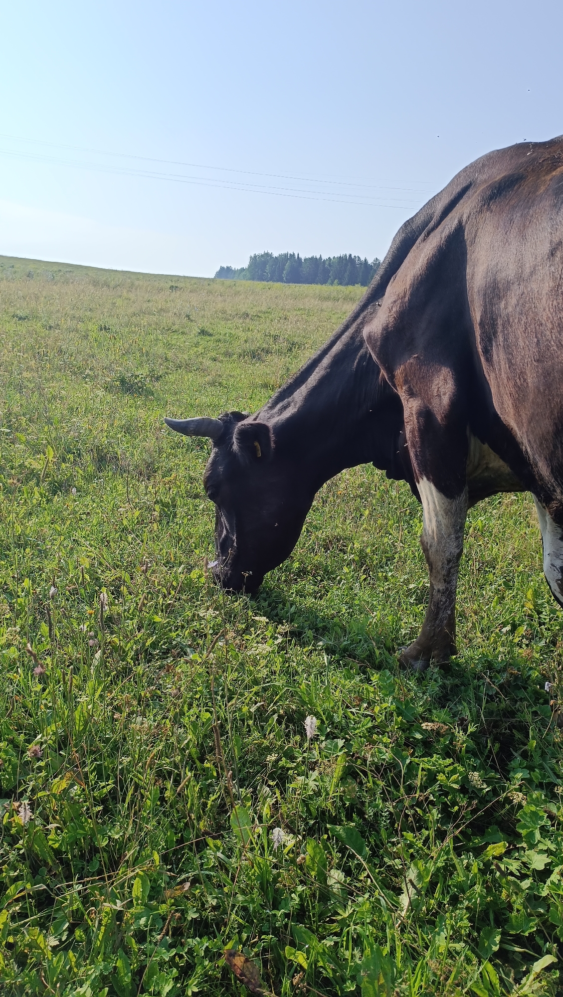 An image shows a black and brown cow grazing in a green field under a clear blue sky. The cow is facing to the left, with its head down, eating grass. In the background, there is a line of trees on a gentle slope. The sun is shining, casting shadows on the field. There are no people or buildings visible in the image. The image does not provide any information about the location in the city of Karsha, Russia.