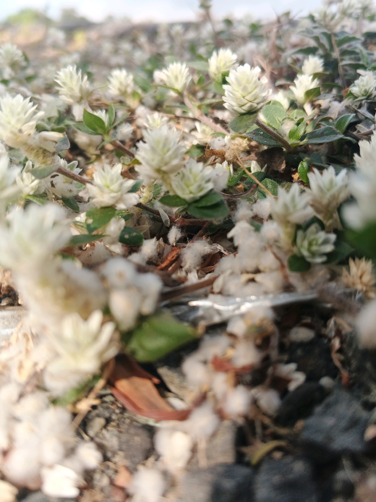 A close-up, low-angle shot showcases a patch of ground covered with small, white, button-like flowers and green leaves. The flowers are densely packed, with some appearing fluffy and others more defined in their petal structure. Strands of white fluff are scattered throughout the scene, interspersed with dried brown plant material and small pebbles. The ground beneath is a mix of dirt, small stones, and a metallic-looking strip near the bottom center. The background is softly blurred, suggesting an outdoor environment with a bright sky. There are no people or animals visible in the image. The scene appears to be a natural ground cover in an outdoor setting.