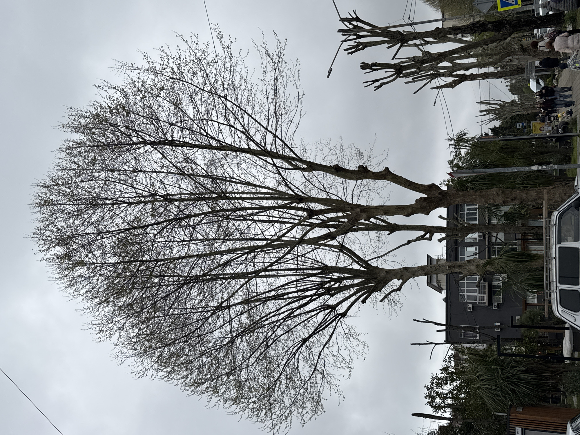 An eye-level, slightly distorted view of a bare-branched tree with new buds, positioned in a public space, likely in Sochi, Russia. The tree is in the foreground, with branches reaching upwards. In the middle ground, a building with a gray facade and several windows is visible. Street furniture, including trees, is located near the building. In the background, a row of bare trees with trimmed branches lines the street, along with a crowd of people walking. The weather is overcast. A white vehicle is partially visible on the right.