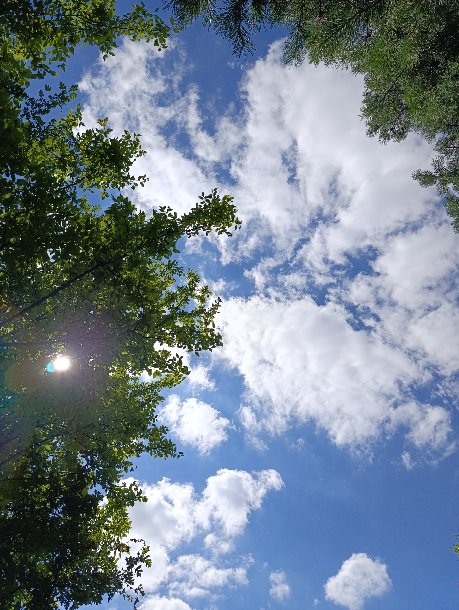 The image is a low-angle shot looking up at a bright blue sky filled with fluffy white clouds. Lush green leaves from trees are framing the top left and top right corners of the frame. In the top left, the sun shines through the leaves, creating a lens flare. In the top right, dark green pine needles are visible, also against the sky. The overall impression is one of a clear, sunny day in a natural setting, possibly a park or wooded area. There are no people or specific landmarks visible that would indicate a precise location within Minsk, Belarus.
