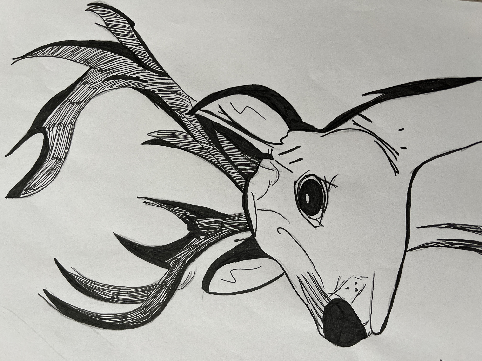 A black and white pen and ink drawing depicts the head and antlers of a deer. The deer's head is shown in profile, facing left. Its eye is large and round with a black pupil. The nose is a solid black oval, and the mouth is indicated with simple lines. The antlers are elaborate, with several points and heavily shaded with closely spaced lines. The background is plain white.