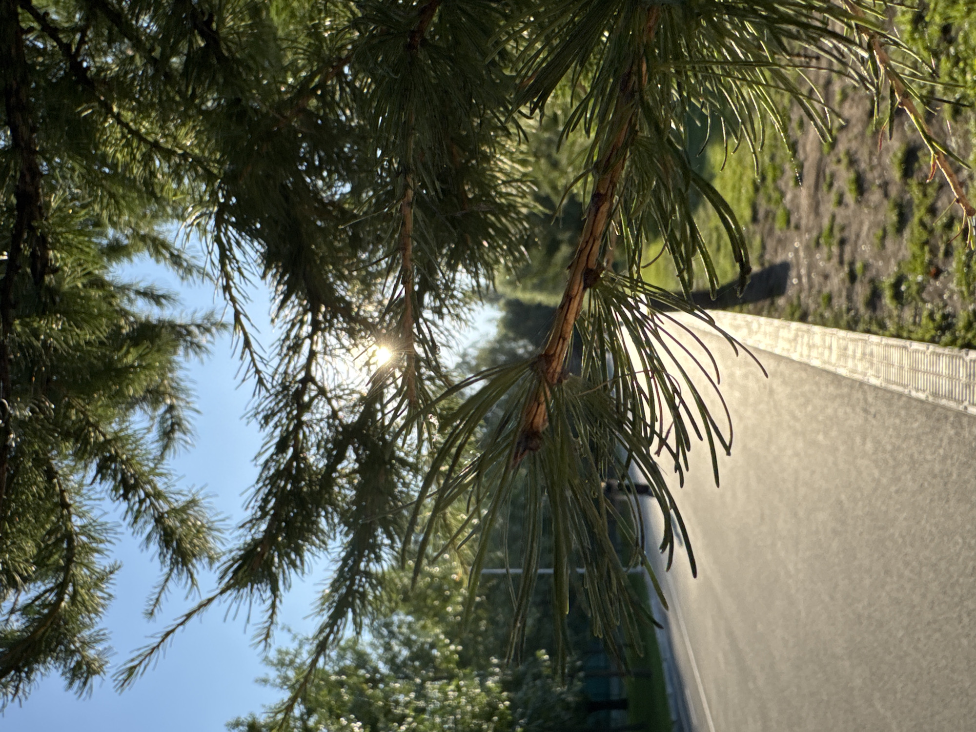 The image shows a close-up of pine needles in the foreground, with a road and trees in the background. The sun is shining through the needles, creating a lens flare effect. The road appears to be in a park or recreational area, possibly with a walking path alongside it. The environment is outdoors, with green grass and trees visible. The lighting suggests it is daytime, likely late afternoon or early morning due to the low angle of the sun. There are no people or animals visible in the frame. The scene is peaceful and natural. Without specific landmarks or signage, it is impossible to determine the exact location within Ufa, Russia. However, the presence of a paved road, grassy areas, and trees is consistent with many urban parks and green spaces found in cities.