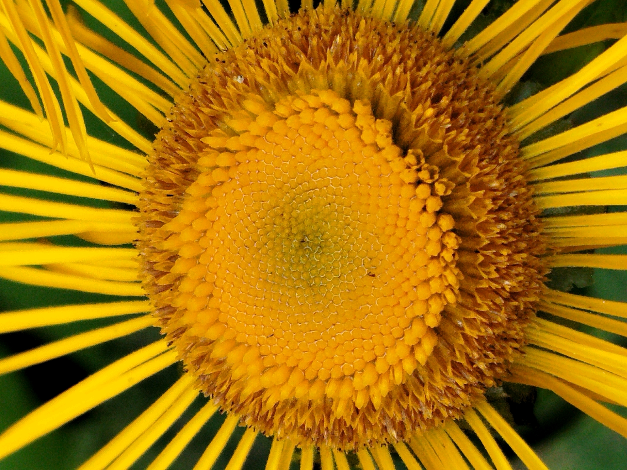 The image is a close-up, macro photograph of the center of a yellow flower with numerous thin, elongated petals radiating outwards. The central part of the flower exhibits a complex pattern of small, tightly packed florets, creating a textured, almost honeycomb-like appearance in some areas and a more bristly texture in others. The color palette is dominated by vibrant yellows and oranges in the flower, contrasting with a dark green, out-of-focus background. There are no people or specific city details visible in the image that would allow for the localization to Чкаловское Снт, Russia. The photograph focuses solely on the botanical details of the flower.