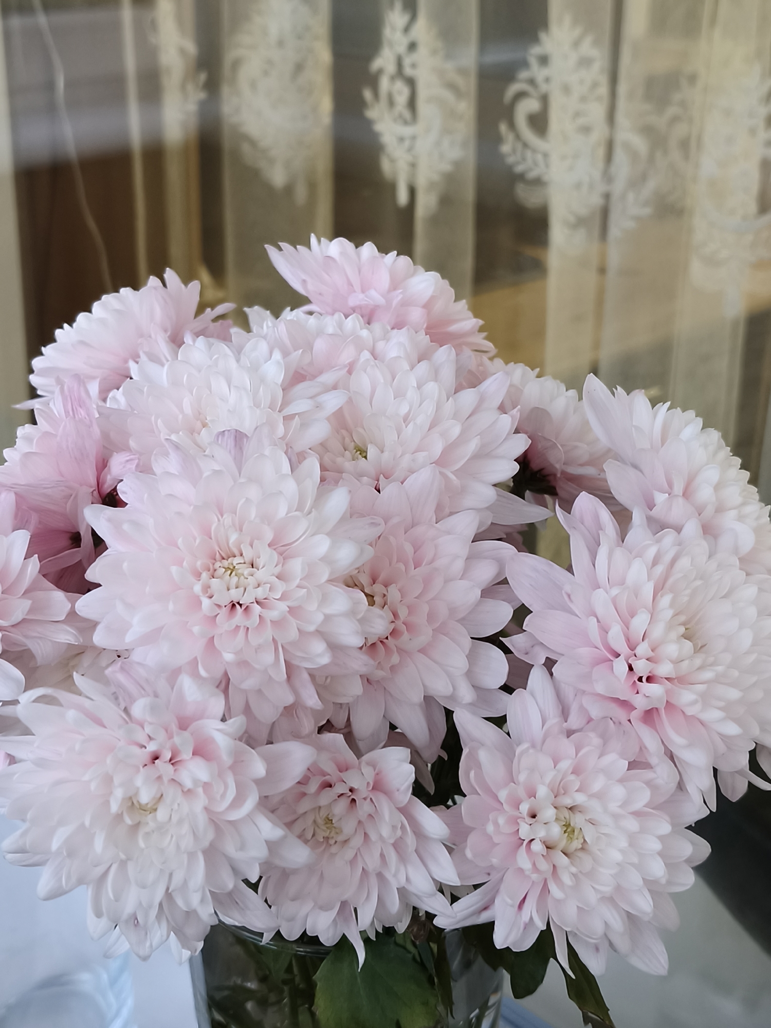 This vertical shot features a large, lush bouquet of light pink and white chrysanthemum flowers, filling the majority of the frame. The flowers are densely packed, showcasing numerous individual blooms with many delicate, layered petals. The petals exhibit a gradient of color, ranging from a soft, pale pink at their tips to a creamy white or very light pink closer to their centers, where tiny yellowish-green stamen-like structures are visible in some blooms.
In the background, a window is visible, draped with translucent, light-colored curtains. These curtains feature an intricate, repeating ornamental pattern, suggesting either lace or embroidery with a floral or scroll-like design. The light filtering through these sheer curtains indicates a daytime setting, casting a soft, diffused illumination over the scene. Blurred vertical elements behind the curtains suggest window frames or a distant, indistinct view.
The flowers are arranged in what appears to be a vase, though only the top edge of a dark, possibly glass, container is faintly visible at the bottom of the image, along with some green foliage from the bouquet. There are no people visible, and no specific activity is taking place. The image is a still life, focusing on the aesthetic appeal of the blossoms, conveying a sense of serenity and natural beauty. No text is visible in the image. The setting is Kryvyi Rih, Ukraine.