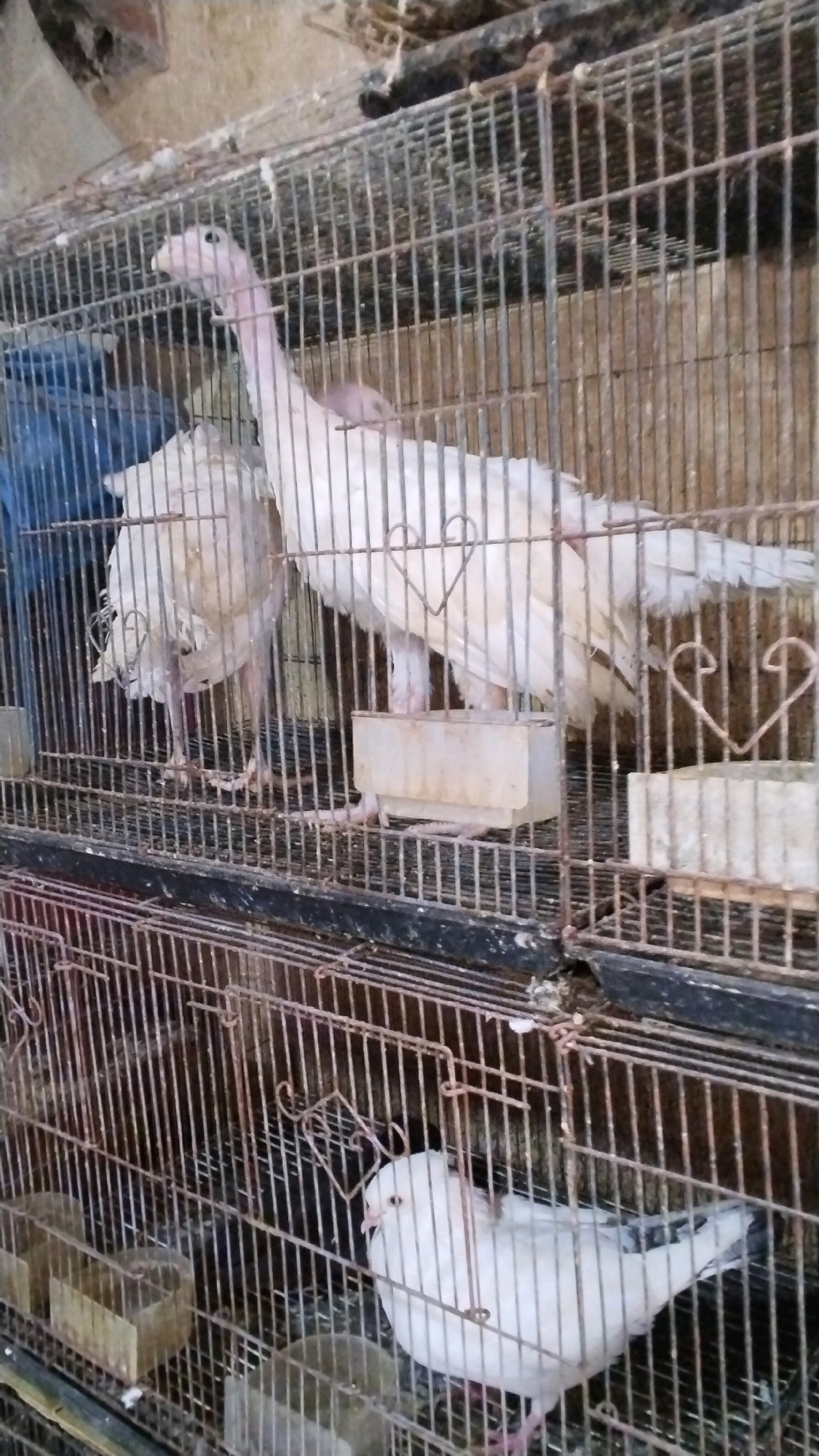 A light-colored turkey with a bare pink neck stands in a rusty metal cage. Another turkey, mostly white with some darker feathers, is visible behind it. A white pigeon is in a lower cage, to the right. The cages are stacked, and the background is dimly lit and appears to be an indoor space with some debris. The scene is located in Mojokerto, Indonesia.