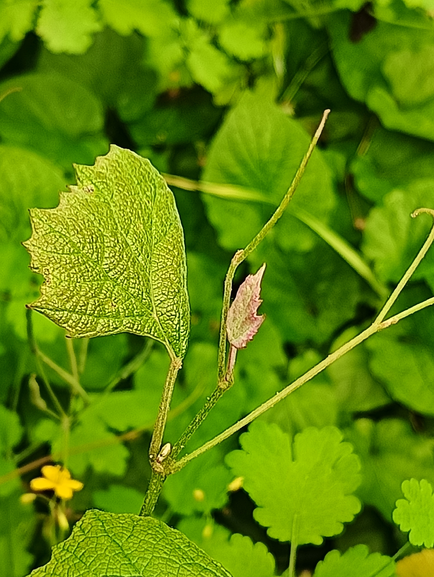 This close-up photograph captures a vibrant section of green plant life, set within a natural outdoor environment, likely in Biliaivka, Ukraine. The central subject is a prominent, textured light green leaf, displaying a deeply impressed, almost puckered, reticulated vein pattern. Its left edge is irregularly serrated or damaged, while the right edge is smoother. This leaf is attached to a slender, light green stem that extends upwards.
Further along the main stem, slightly to the right, a smaller, distinctively reddish-pink bud or developing leaf emerges, offering a subtle color contrast to the dominant greens. From the same stem, two delicate, curving tendrils extend gracefully, typical of climbing plants seeking support. The background consists of softly blurred green foliage, creating a shallow depth of field that keeps the focus on the foreground plant. Various shades of green dominate the background, with hints of other rounded or lobed leaves. In the lower-left corner, a small, bright yellow flower with visible petals is partially visible, adding a small focal point of color.
The lighting is natural and bright, suggesting the photograph was taken during the day, possibly under even light conditions without harsh shadows. The image conveys the intricate details and delicate structures found in lush vegetation. No human activity or visible text is present.