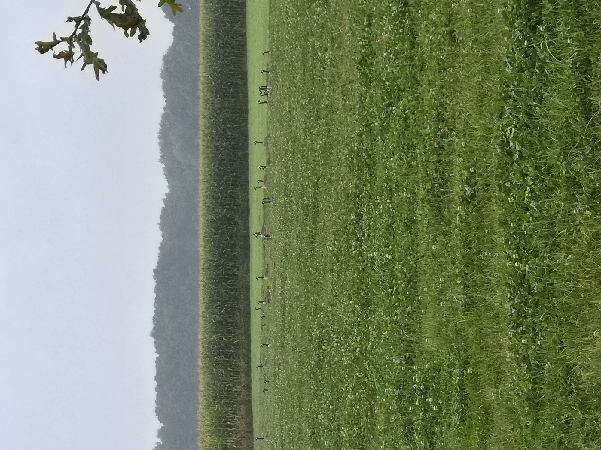 The image depicts a rural landscape on an overcast day, likely in the vicinity of Schiffdorf, Germany, given the presence of a cornfield and a grassy meadow. In the foreground, a lush green meadow is dotted with small white flowers, suggesting a field of clover or similar ground cover. A flock of Canada geese is scattered across this meadow, some standing alert, others appearing to graze. Beyond the meadow, a dense field of tall green cornstalks stretches across the midground, its uniformity interrupted by the darker green line of a distant tree line. In the upper right corner of the frame, a branch with dry, brown leaves hangs into the scene, hinting at the approaching autumn. The sky is a uniform, pale gray, contributing to the subdued and calm atmosphere of the scene. There are no discernible human figures or man-made structures visible in the image, emphasizing the natural setting.