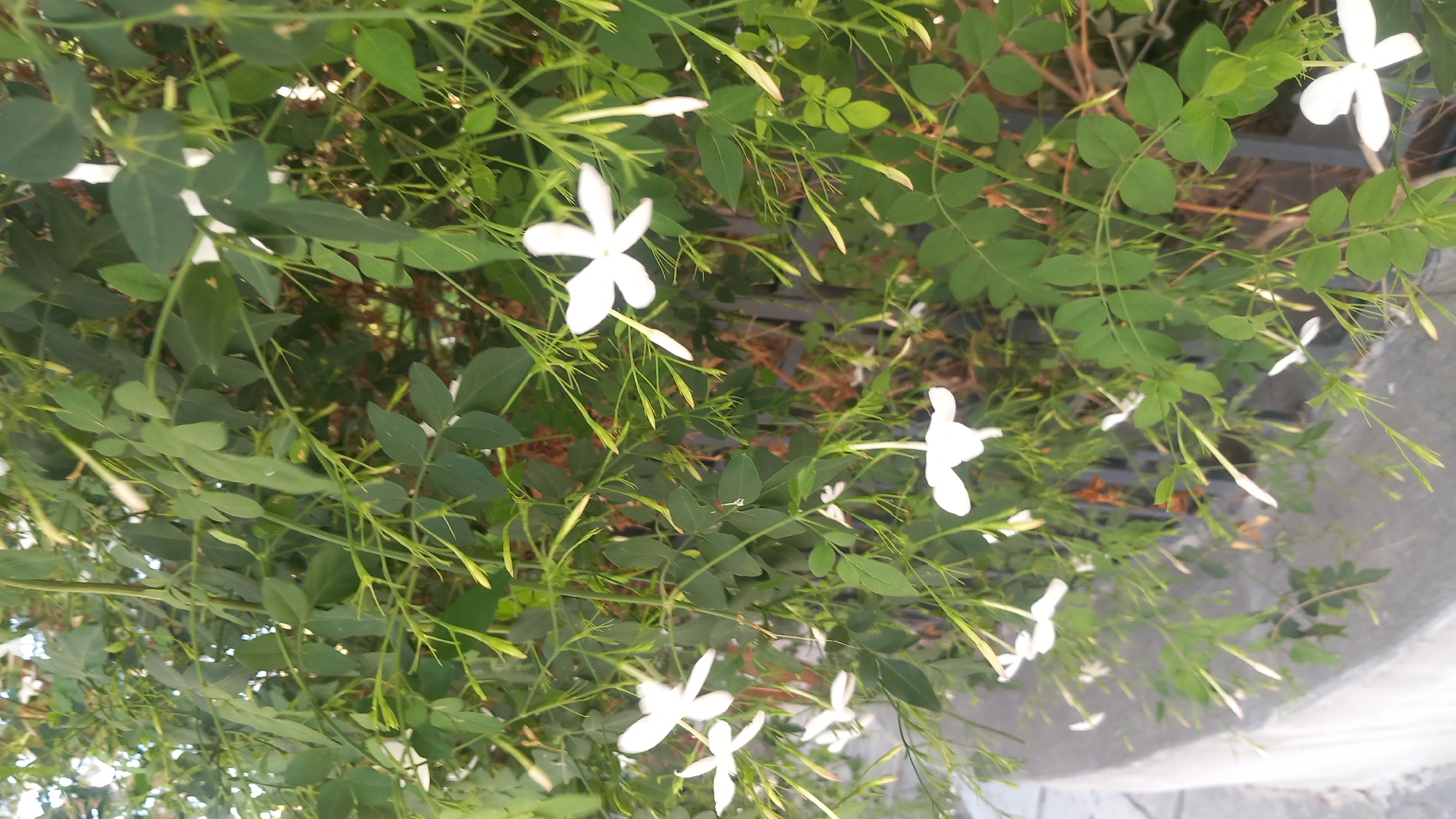 The image shows a close-up view of a jasmine bush with numerous small white flowers and green leaves. The bush is dense and appears to be growing outdoors. In the background, a hint of a dark metal fence and a concrete structure are visible. The lighting suggests it is daytime. The scene is likely an urban environment, possibly a garden or a street-side planting, in the city of Kos, Greece. There are no people or animals depicted in the image.