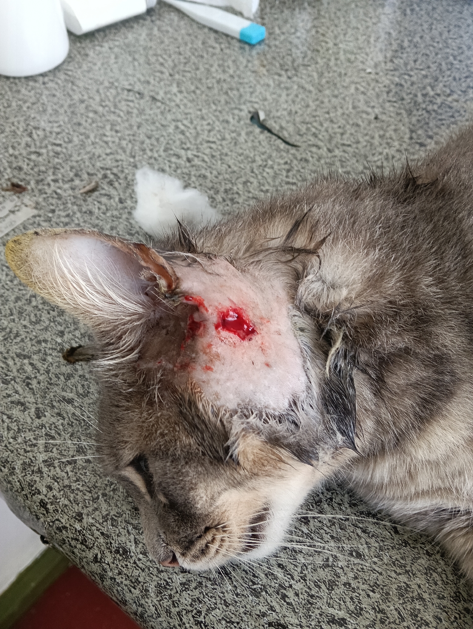 A close-up shot depicts a gray tabby cat lying on a patterned gray surface. The cat has a severe head wound with visible blood near its left ear. The fur around the wound appears to have been shaved. Surgical tools and medical supplies, including cotton swabs and a syringe, are visible in the background. The location, Nairobi, Kenya, is outside the visual context of the image and cannot be verified from the photograph.