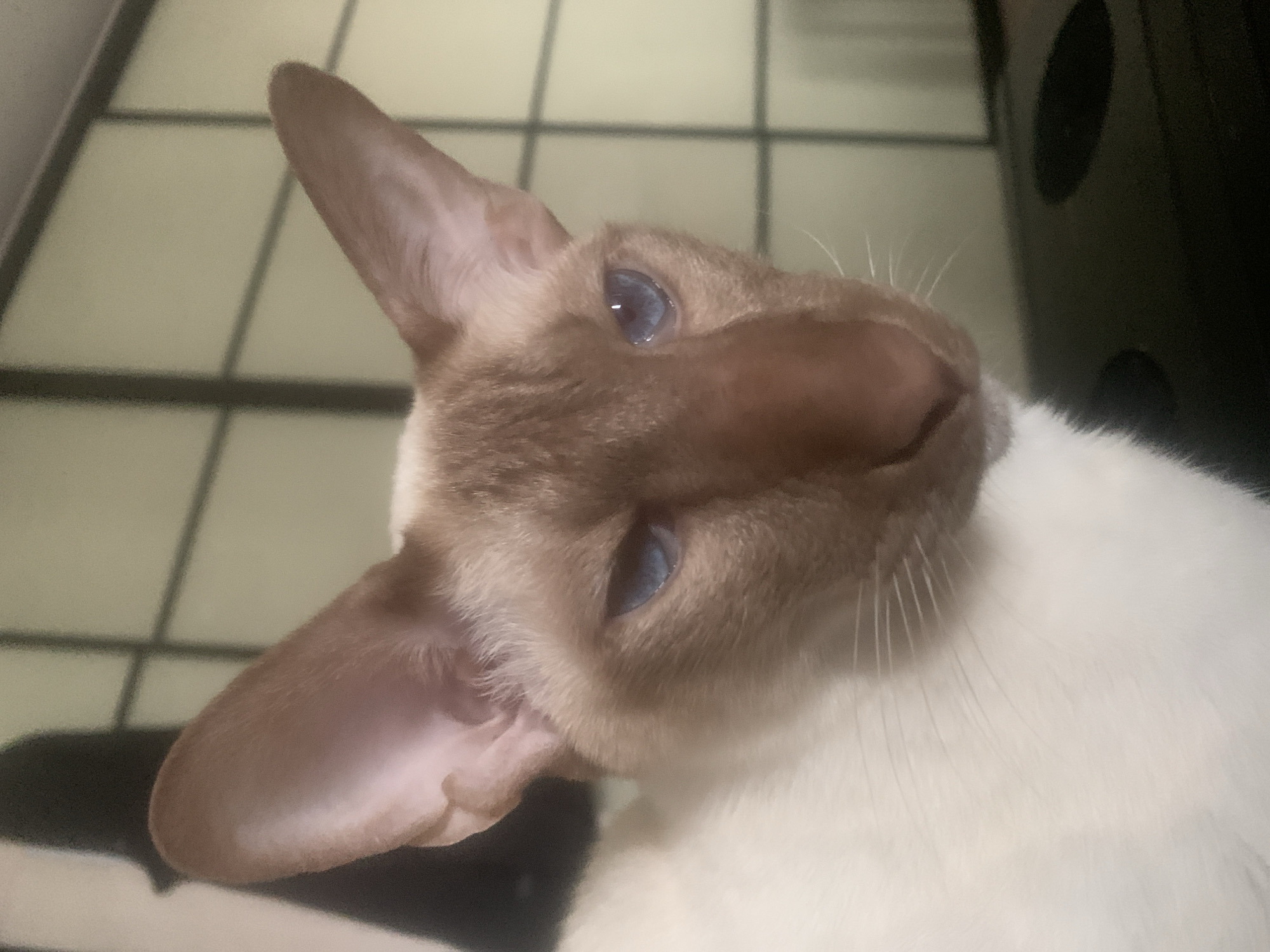 The image is a close-up, headshot of a Siamese cat with striking blue eyes. The cat's fur is cream-colored with brown points on its face and large, pointed ears. It is looking slightly to the right with a direct gaze. The background appears to be an indoor setting with a soft, diffused light and a subtly textured wall. There are no visible elements that place this image in Kazan, Russia.
