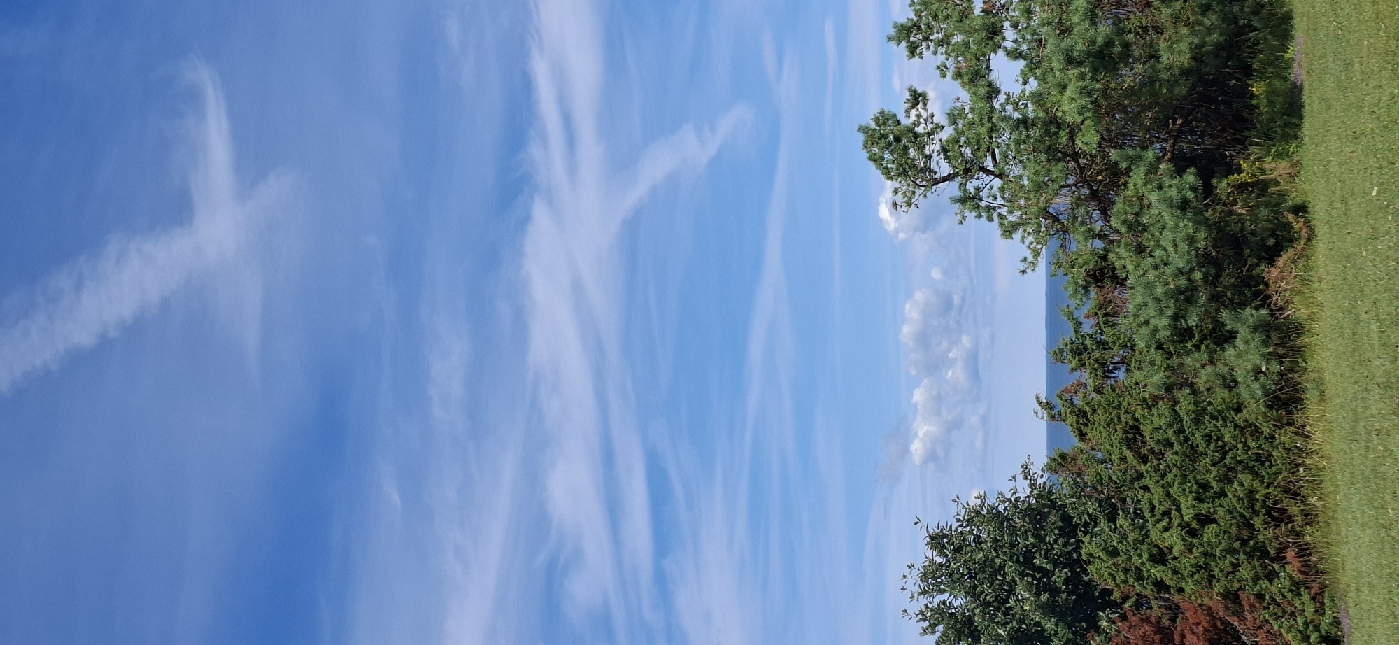 The image depicts a scenic view of the Baltic Sea from a grassy area in Panga, Estonia. The foreground is dominated by a lush green lawn, transitioning into a dense cluster of various trees and shrubs, including evergreen pines and junipers. Some of the foliage displays a reddish-brown hue, suggesting seasonal change or natural variation.
Beyond the trees, the deep blue expanse of the Baltic Sea is visible, meeting the horizon. The sky above is a vibrant blue, adorned with wispy, white cirrus clouds. A distinct contrail, likely from an aircraft, forms a prominent "X" shape in the upper portion of the sky. The overall impression is one of natural tranquility and expansive natural beauty characteristic of the Estonian coastline. There are no people or animals visible in the scene.