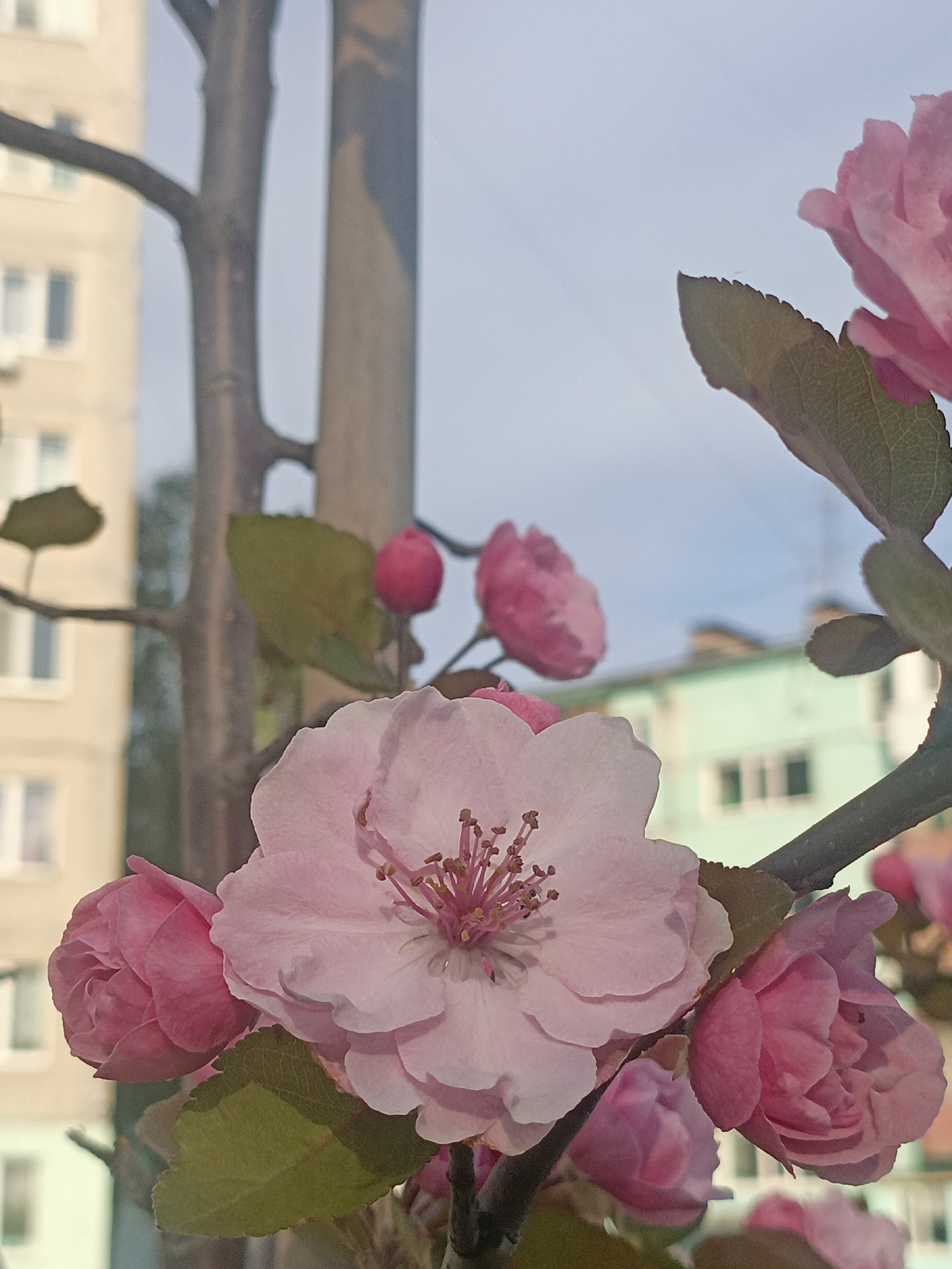 The image features pink crabapple blossoms, likely from a tree planted in an urban area. In the background, two multi-story residential buildings, typical of Soviet-era construction, are visible. One is a light beige color, the other is a light green. The sky is a pale blue. The photograph appears to have been taken in the city of Ufa, Russia.