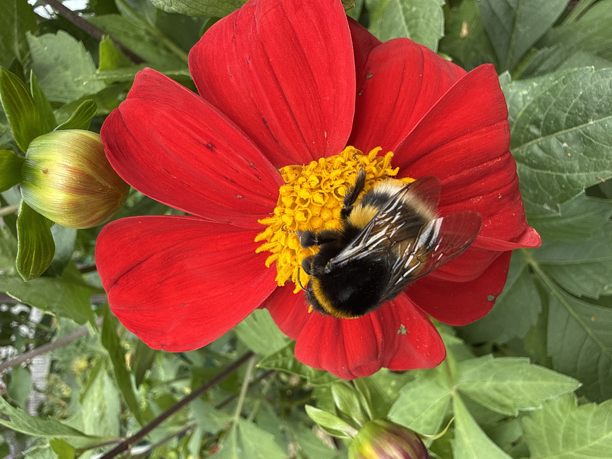 A bumblebee, with its black and yellow striped body, is pollinating a vibrant red dahlia flower. The bee is positioned on the flower's yellow center, with its legs and wings visible. The dahlia has large, red petals that spread outwards. The background consists of green foliage and another dahlia bud, suggesting the image was taken in a garden. The location is Votkinsk, Russia.