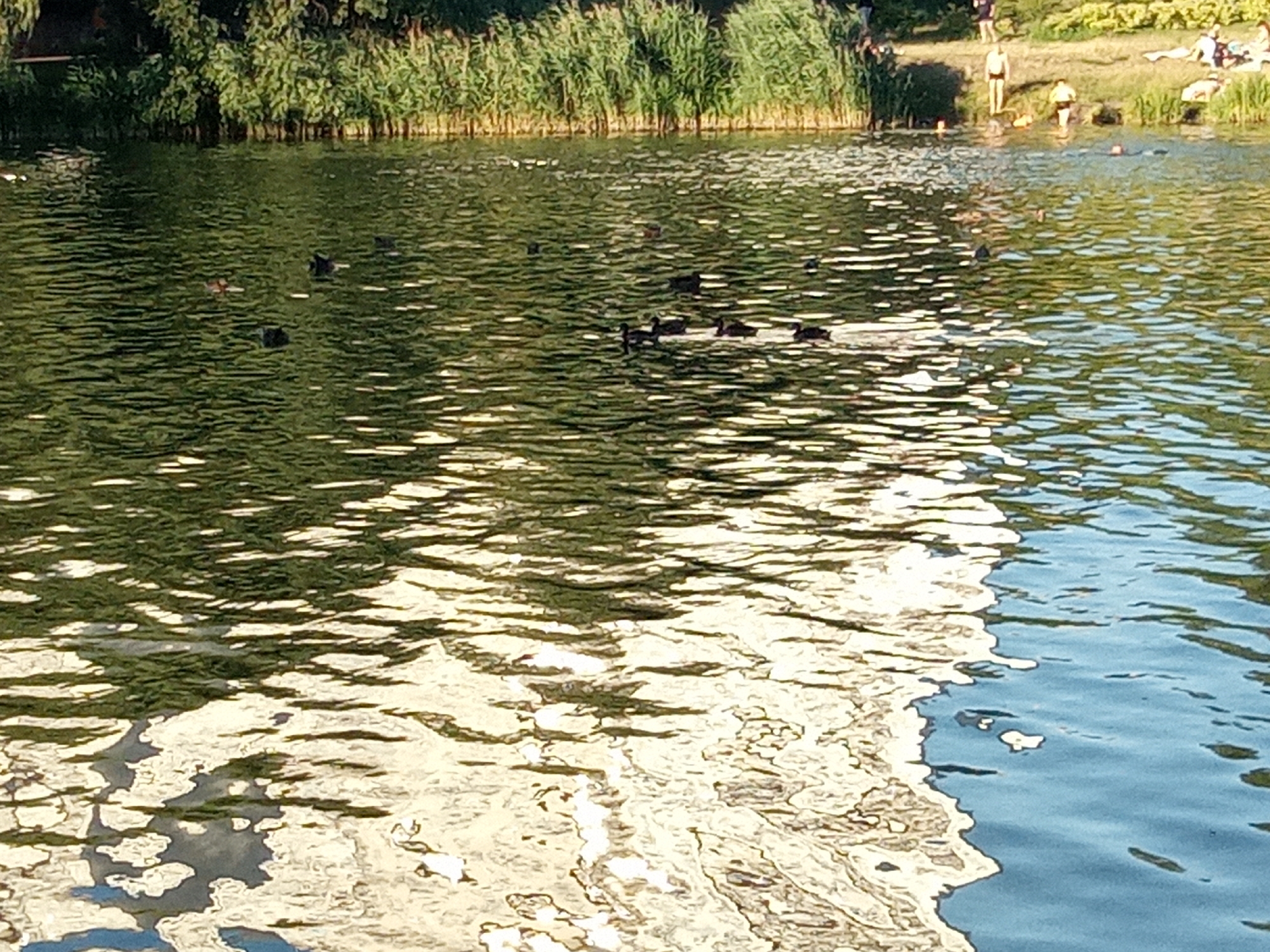 A body of water, likely a lake or wide river, is visible with several dark-colored birds swimming on the surface. The water is partially covered in sunlight, creating bright reflections. The background shows a dense line of green reeds or tall grass along the edge of the water, with trees and foliage beyond. On the bank of the water, several people are present, some appearing to be in the water, others lounging on the grass. The scene suggests a recreational area within a city.