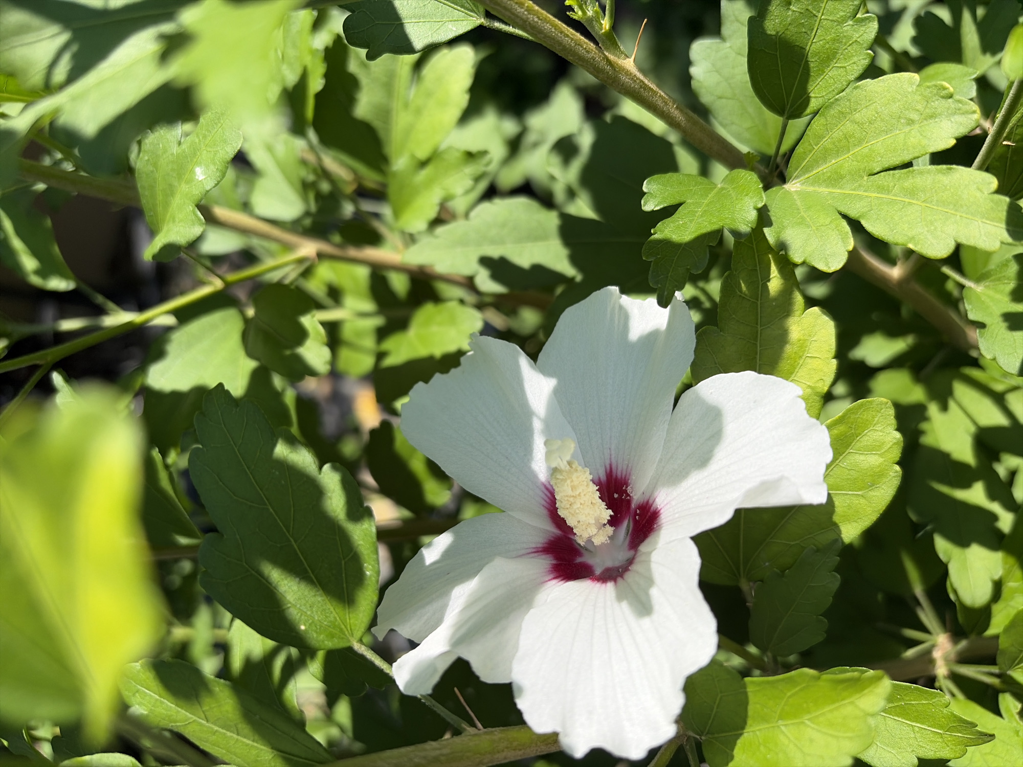 A close-up, sunlit photograph captures a white hibiscus flower with a deep red center and yellow stamen, surrounded by vibrant green foliage. The flower is positioned slightly to the left of the frame, its delicate petals unfurling towards the viewer. The background consists of overlapping leaves and stems, creating a lush, natural setting. The lighting suggests it is daytime, with shadows indicating direct sunlight. There is no visible evidence of human presence or structures. The scene appears to be a garden or natural outdoor space.