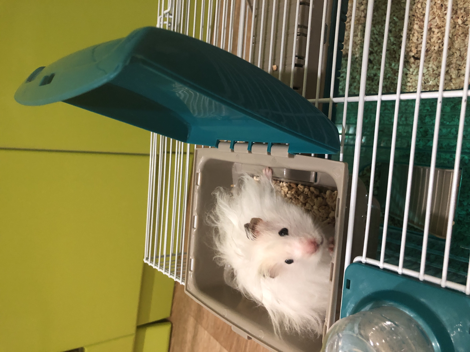 A fluffy white hamster with black eyes and pink nose is sitting in a brown plastic enclosure filled with wood shavings inside a white wire cage. To the right of the enclosure is a teal-colored plastic lid. The background is a bright yellow wall with a wooden floor visible at the bottom. There are no people or any indication of the city of Solikamsk, Russia.