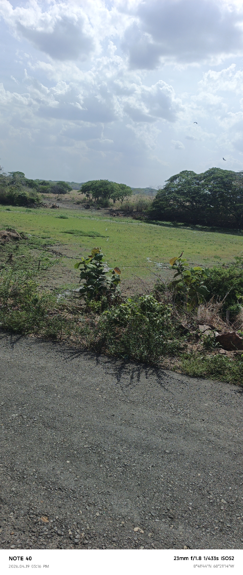 The image depicts a landscape near Cano Negro, Venezuela. The foreground is dominated by a textured asphalt road. Beyond the road, a line of mixed vegetation transitions to a field. The field exhibits both grassy areas and water-logged sections, suggesting a swampy or wetland environment. Sparse trees are visible across the field and dense tree groupings border the field in the background. Two birds fly overhead. The sky is partly cloudy. The image capture details, including date, time, GPS coordinates, and camera settings, are overlaid at the bottom.