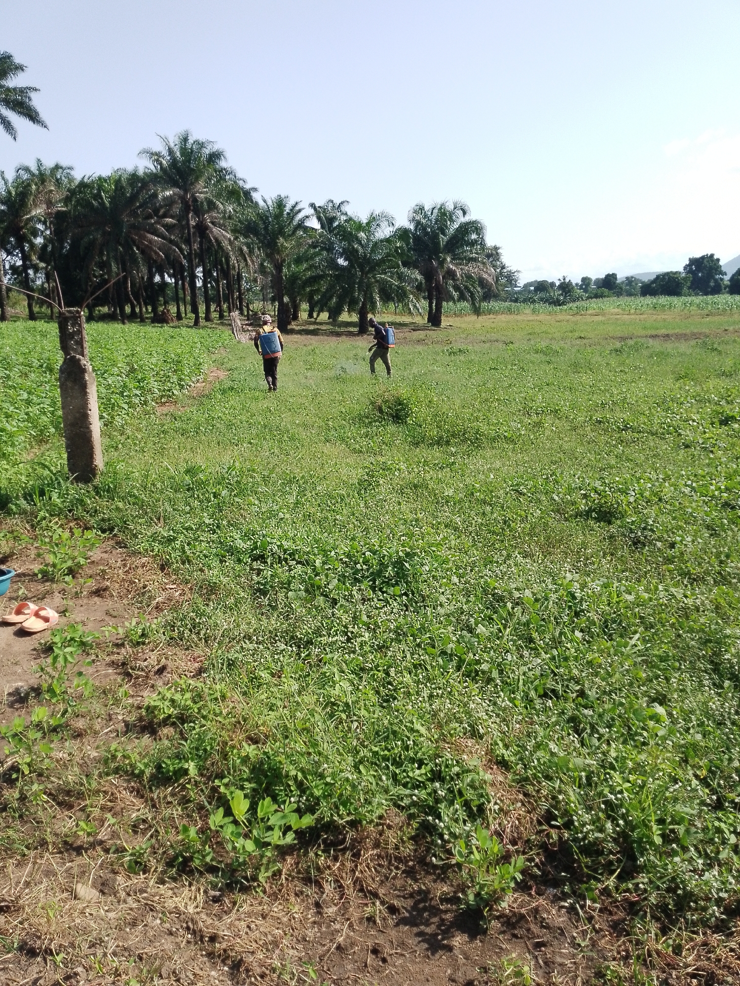 The image depicts an outdoor agricultural scene under a clear, bright sky. In the foreground, a patch of dry, brown earth with sparse vegetation is visible, with a few small green plants emerging. Two orange flip-flops are placed on this patch of earth. A weathered concrete post stands upright on the edge of the dry ground, bordering a lush, green field.
The main area of the field is covered in dense, low-lying green vegetation, with small white flowers interspersed throughout. Further into the field, and slightly to the left, a row of tall palm trees stands prominently. Beyond the palm trees, the landscape opens up to a larger expanse of green fields, with some taller crops like corn or sorghum visible in the distance. Hills and trees form the background, with a hazy, mountainous silhouette against the horizon.
Two individuals are present in the field, each carrying a backpack sprayer, suggesting they are engaged in agricultural work such as pest control or fertilization. The person on the left is closer to the palm trees and is walking away from the camera. The person on the right is further into the green field and is also walking away from the camera, with a visible mist or spray emanating from their sprayer. The lighting suggests it is daytime, likely morning or afternoon given the brightness of the sky. The overall environment appears to be rural and agricultural.