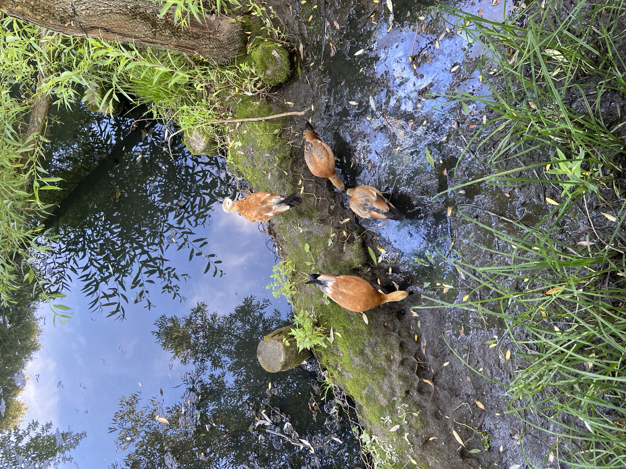 This media file depicts a serene natural scene in Moscow, Russia, featuring a small pond or marshy area bordered by lush green vegetation and a fallen log. Four ruddy shelducks are the prominent subjects, with three clustered near the water's edge and one slightly further away. The ducks have warm, reddish-brown plumage and dark markings on their wings and tails, with one duck displaying a lighter, almost white head and neck.
The water's surface reflects the sky and surrounding trees, creating a tranquil, dappled effect. Scattered leaves float on the water and along the muddy banks, suggesting an autumn or late summer setting. The ground around the pond is a mix of mud, moss-covered rocks, and dense grasses.
The lighting suggests it is daytime, with sunlight filtering through the leaves of the trees. The overall atmosphere is peaceful and undisturbed, with the ducks seemingly focused on foraging or resting by the water. There is no visible text in the image.