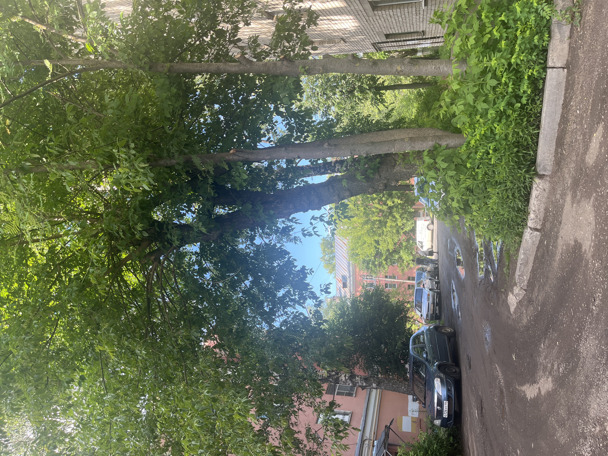 The image captures a street scene with a focus on lush greenery and parked cars. Three mature trees with dense foliage dominate the foreground and midground, their branches extending across the frame and dappling the sunlight. Behind the trees, two apartment buildings are visible. The building on the left is a pale pink, while the one on the right is lighter in color and appears to be constructed of brick.
Several cars are parked along the side of a paved road that appears wet, with visible puddles, suggesting recent rain. The cars include a dark blue sedan in the foreground with a license plate displaying Cyrillic characters, and a white sedan further down the road. The overall setting is a residential area, likely an urban courtyard, with the presence of trees and apartment buildings.
The time of day appears to be daytime, with bright sunlight filtering through the leaves, creating a contrast between light and shadow. The weather seems to have recently been rainy, given the wet pavement. The mood conveyed is one of a peaceful, everyday street scene in a city, with an emphasis on the natural elements of trees and greenery juxtaposed with the urban environment.
No people are visible in the image. The visible text includes Cyrillic characters on the license plate of the blue car. The location context is provided as Kostroma, Russia.