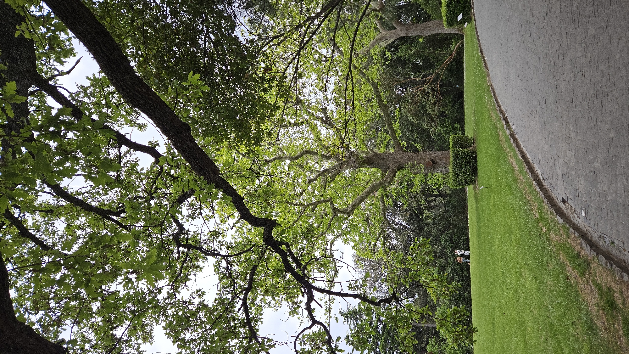 The image shows an upward view through tree branches with green leaves toward the sky. A portion of tree trunk and branches is visible on the left side. On the right, there is a neatly trimmed green lawn with trees and greenery behind it. A stone-paved pathway borders the lawn. In the background, two individuals are present on the lawn. The location is a park or garden.