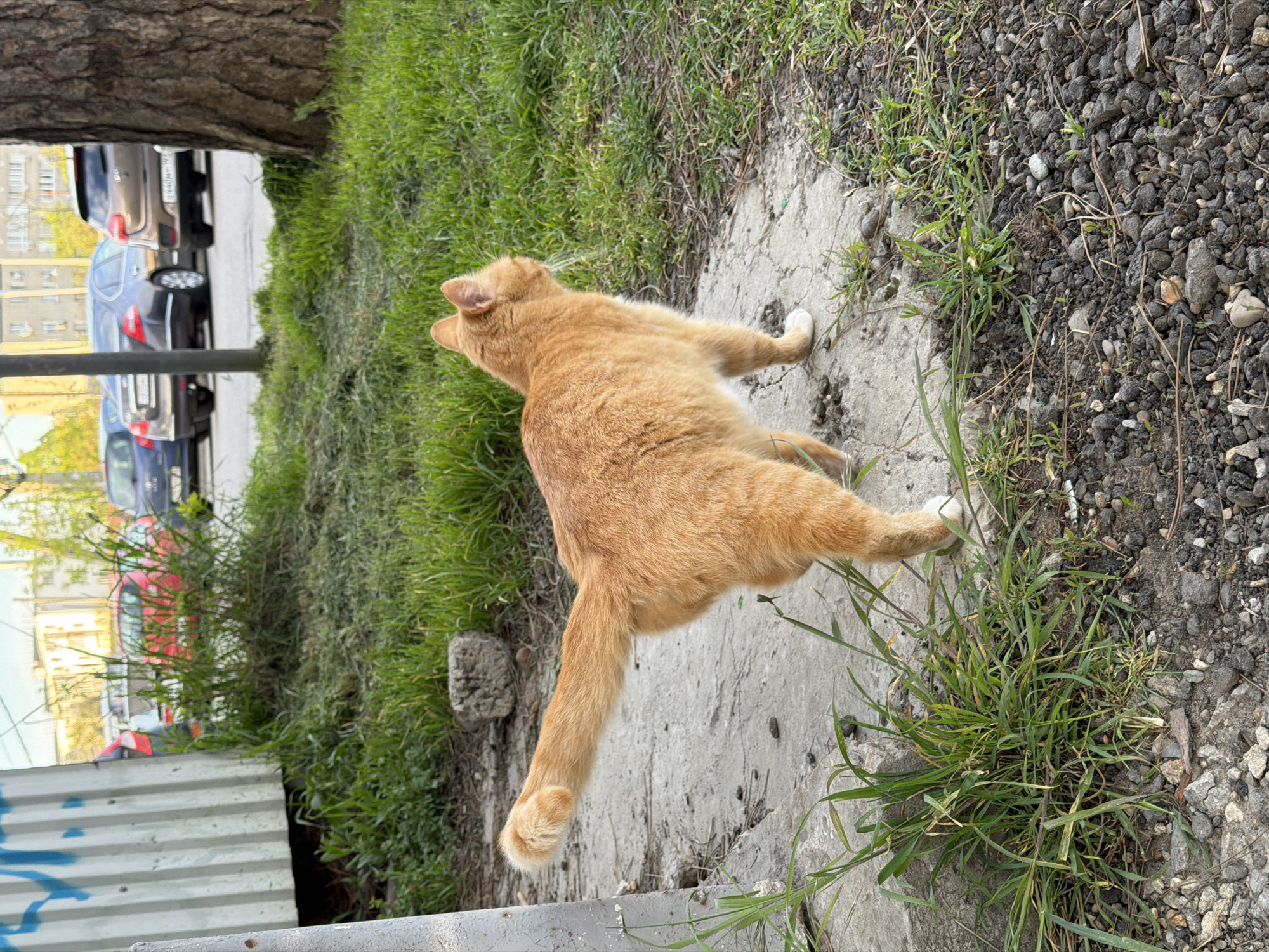 This daytime outdoor photograph, taken in Beryozovy, Russia, captures an orange cat stretching on a concrete path in an urban or suburban setting. The cat is viewed from behind and slightly to its right, with its body elongated in a full stretch. Its front paws are extended to the left, and its back legs, along with its tail, stretch to the right. All four paws have distinct white markings.
The concrete path where the cat rests runs horizontally through the mid-ground. To the immediate right of the path is an area of green grass and some darker earth with gravel. In the background, beyond the path and to the left, a street with several parked cars is visible, including dark and silver sedans. Behind the cars, multi-story residential buildings can be seen under a bright, diffused sky, suggesting fair weather. A large tree trunk frames the far left side of the background. In the bottom foreground, a corrugated metal fence, possibly a construction barrier or property boundary, features faint, illegible blue graffiti. The cat appears relaxed and content. No other subjects are prominently visible, and no legible text is present apart from the indistinct graffiti.