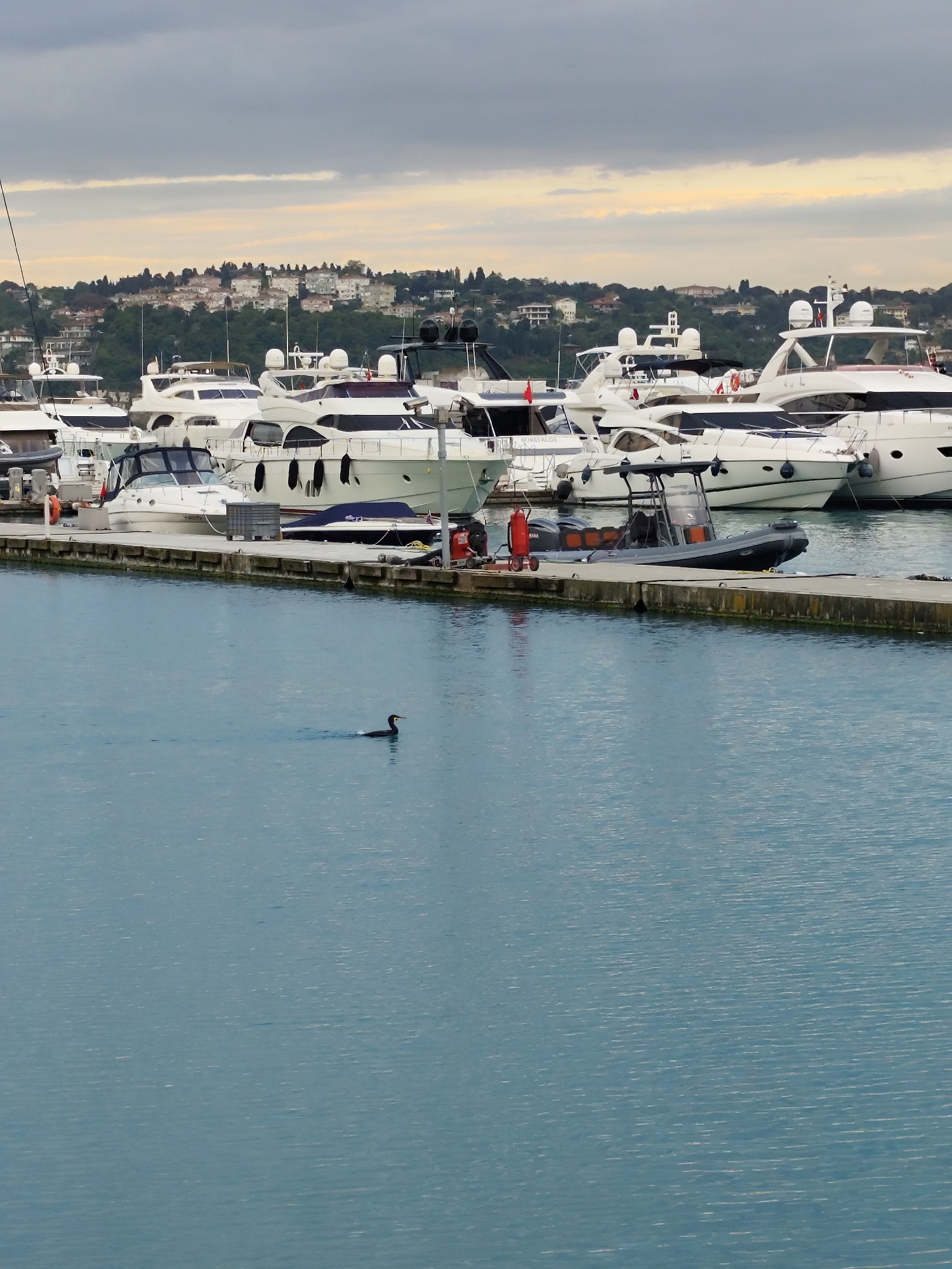 The image depicts a marina in Sarıyer, Turkey, under a cloudy sky. Numerous white yachts are docked along a concrete pier. An inflatable boat rests on the pier. A cormorant swims in the blue water of the marina. Hilly terrain with residential buildings is visible in the background.