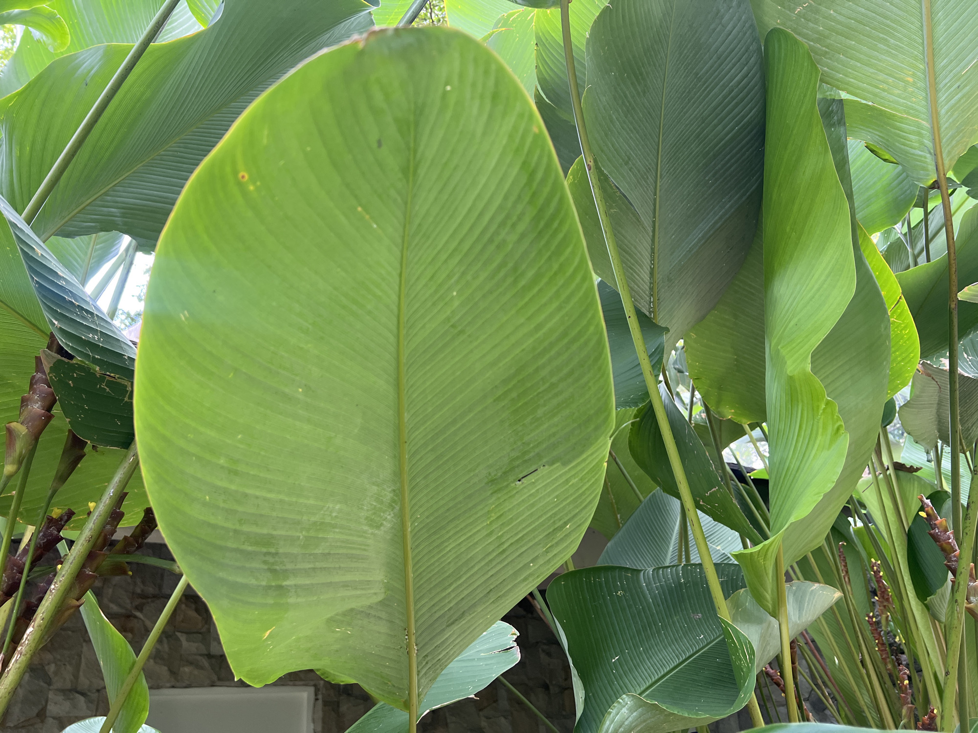 The image features a close-up view of lush tropical foliage, likely in Kerobokan, Indonesia. Dominating the frame is a large, ovate, light green leaf, displaying distinct parallel veins. Surrounding this central leaf are other leaves of varying sizes and shades of green, some appearing darker and more mature. The stems are visible, emerging from the lower portion of the frame and reaching upward, intertwining with the foliage. The background is partially obscured by the dense foliage, but a glimpse of a stone wall suggests an urban or cultivated environment.