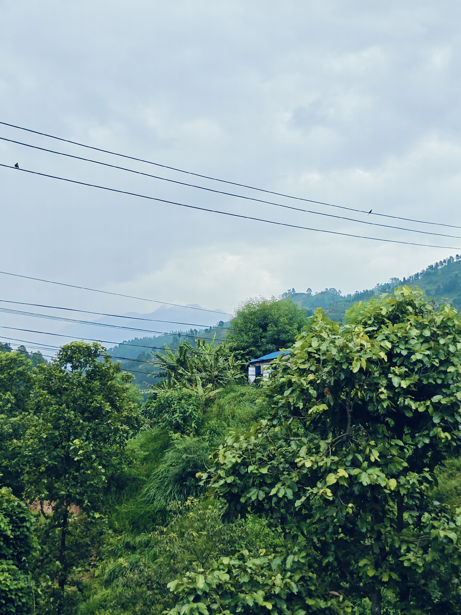 In Galchhi, Nepal, a landscape photograph captures a serene, overcast day. Three parallel power lines stretch across the frame horizontally, with two small birds perched on the uppermost line. Beneath these lines, a lush, green hillside descends. The foreground is dominated by dense foliage, featuring various trees and thick vegetation. A small building with a blue roof is partially visible amidst the greenery on the hillside. In the distance, rolling hills shrouded in mist create a layered, atmospheric backdrop, with the faint outlines of mountains visible on the horizon under a muted sky.
