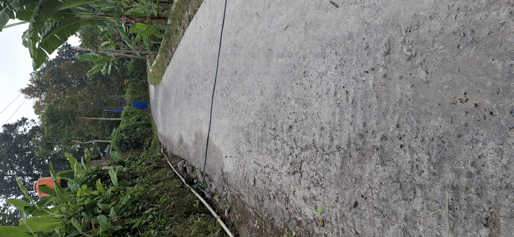 An upward angled, full shot shows a concrete road winding through a lush, green, tropical environment. The road is an off-white color with visible aggregate and some cracking, particularly on the left side where the surface is uneven and appears damp, with some small stones and fallen leaves. A white pipe runs along the edge of the road on the left, with a dark hose laid across the road's surface extending towards the right.
Vegetation borders both sides of the road. On the left, dense green foliage climbs a slope, featuring large, broad leaves that suggest banana plants. Amongst this foliage, an orange water tank is visible, perched on some unseen support. A low hedge of green bushes lines the right side of the road, transitioning into more banana plants with their characteristic large leaves. In the distance, a blue gate is visible, set within a dense green hedge. The background is filled with trees of varying shades of green and brown, indicating a forested area. The sky above is overcast. The scene is consistent with a rural setting in Puntukrejo, Indonesia.