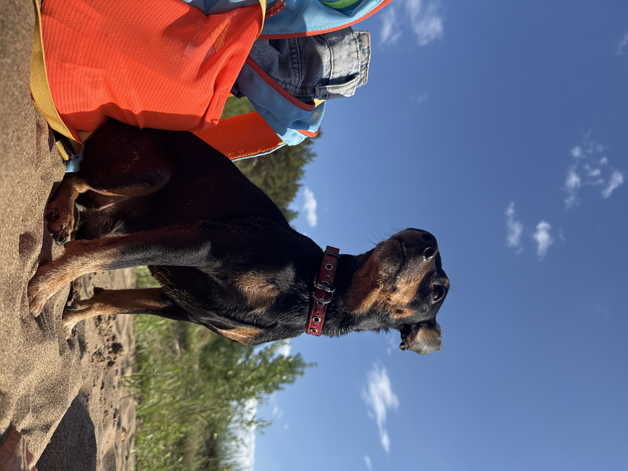 A medium shot shows a black and tan dog with a red collar standing on a sandy beach. In the background is a backpack with blue, orange, and yellow accents, with a denim jacket inside. The sky is blue with scattered white clouds. The location is the city of Chaikovsky, Russia.
