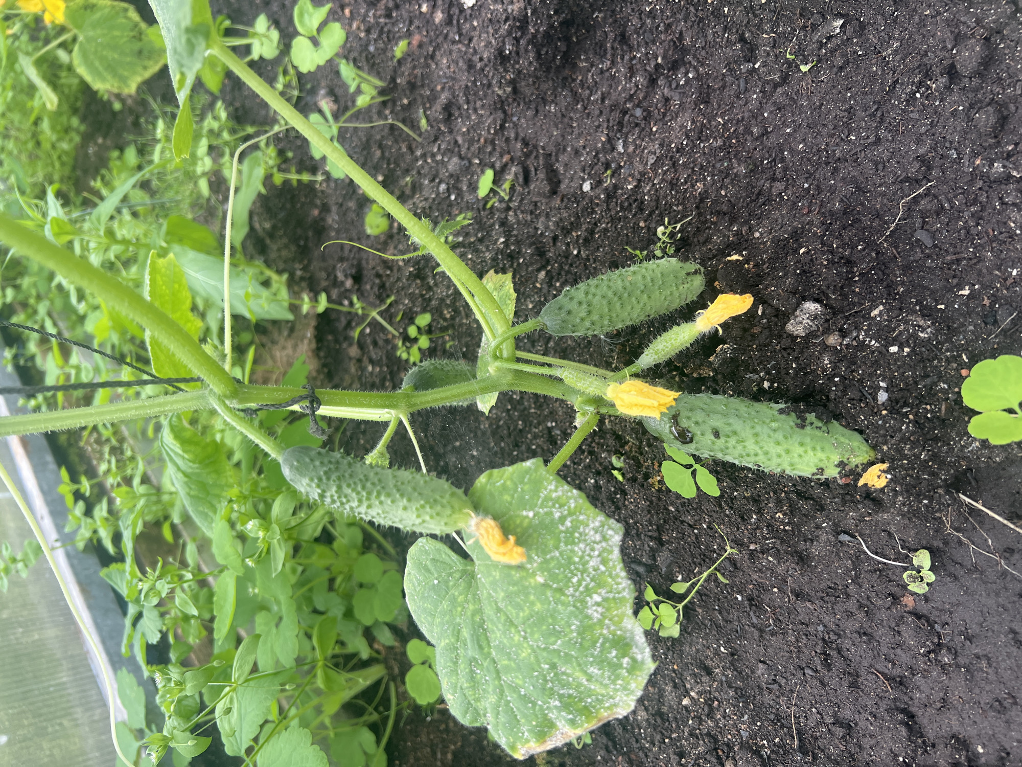 The image shows a close-up view of a cucumber plant with several developing cucumbers and yellow flowers growing in dark soil, likely within a greenhouse at Роса Снт, Russia. The plant is supported by a black string tied to its stem. One large cucumber is visible towards the top left, with two smaller ones below it. A large, textured green leaf with white powdery spots, possibly mildew, is in the foreground. The soil is rich and appears moist, with some small green sprouts and dried debris scattered on its surface. The background is filled with more green foliage and hints of a greenhouse structure, suggesting a garden or agricultural setting. There are no people present in the image.