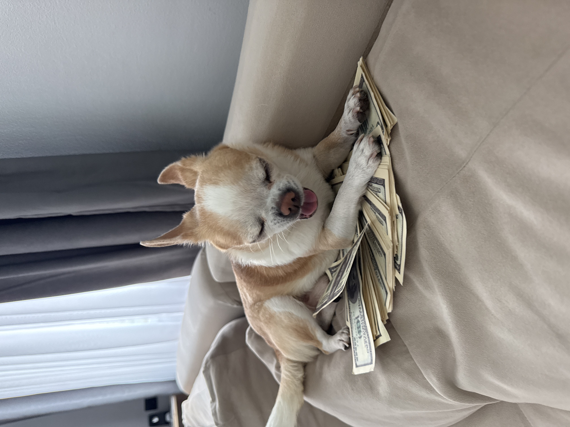 A chihuahua rests on a beige couch, cradling a stack of hundred-dollar bills. The dog has cream and tan fur, closed eyes, and its tongue is slightly protruding. The scene appears to be indoors, with a grey wall visible in the background. The location is Unknown, Unknown.