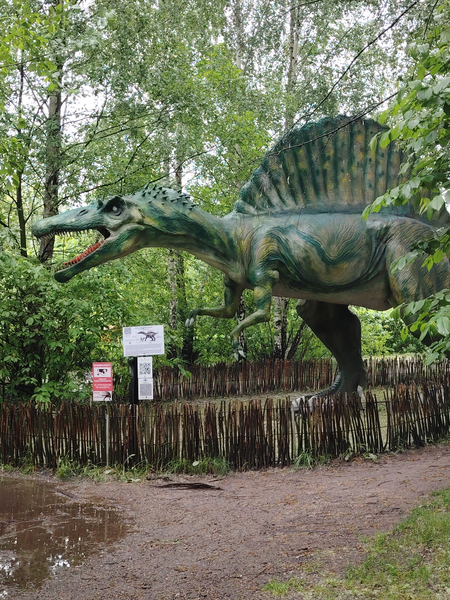 The image captures a large, artificial Spinosaurus dinosaur exhibit within a densely vegetated outdoor environment, identified as the Dino Park in the Minsk Zoo, Minsk, Belarus.
The central subject is a life-sized Spinosaurus statue, painted with mottled green, yellow, and brown tones, depicting a textured reptilian hide. It features a distinctive large dorsal sail, a long, crocodile-like snout with an open mouth revealing pointed teeth and a reddish interior, and prominent spikes along its neck and back. The statue is positioned in a dynamic walking or running pose, with its right forelimb and hindlimb advanced.
The dinosaur is situated behind a low, rustic fence constructed from numerous vertical wooden sticks or branches, secured by horizontal wires. To the left of the dinosaur, affixed to poles behind the fence, are three signs. The uppermost sign is white with a black graphic depicting the Spinosaurus and accompanying descriptive text in Cyrillic. Below it, a white sign displays two QR codes. To the left of these, a red rectangular sign bears the Cyrillic text "ВНИМАНИЕ!!!" (Attention!!!) at the top, followed by "ВЕДЕТСЯ ВИДЕОНАБЛЮДЕНИЕ" (Video surveillance is being conducted), and "ЗА ОГРАЖДЕНИЕ НЕ ЗАХОДИТЬ" (Do not go beyond the fence), along with an icon of a security camera. A smaller red sign is positioned directly below this larger one, featuring a dinosaur icon and additional Cyrillic text.
The foreground consists of a damp, uneven dirt path with small stones. A significant muddy puddle occupies the lower-left corner, reflecting the overcast sky and surrounding foliage. Dense green shrubbery and undergrowth are visible behind the fence and around the base of the dinosaur. The background is characterized by numerous tall deciduous trees with light-colored bark (likely birch), featuring abundant green leaves, suggesting a wooded or park-like setting under an overcast sky. No individuals are visible in the scene.