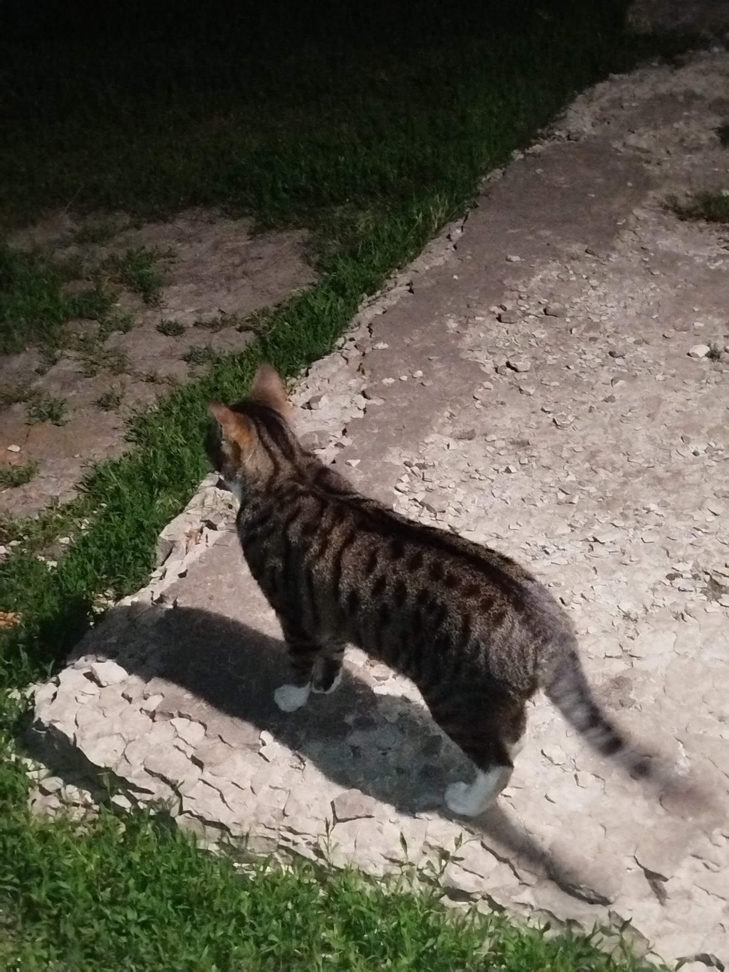 The image captures a tabby cat standing outdoors, viewed from its rear left side. The cat has distinctive dark brown or black stripes on a lighter brown or grey fur, with white paws. Its head is turned towards the left, indicating it is looking in that direction. A prominent, dark shadow of the cat is cast on the ground to its left, suggesting a strong, directional light source, likely artificial given the dark surroundings.
The setting appears to be an uneven outdoor area. To the left of the cat and in the foreground, there is green grass. The main ground surface beneath and around the cat is a light-colored, irregular terrain composed of what looks like broken concrete or light-colored rocks and dirt. Some patches of grass are also visible on this lighter surface. The background and upper left portion of the image are very dark, almost black, fading into areas of dimly lit grass.
The time of day is clearly nighttime or very late evening, inferred from the deep shadows and the overall darkness of the scene, which is only partially illuminated by the focused light. No specific activity beyond standing and looking is discernible, but the cat's posture suggests alertness. There is no visible text in the image.