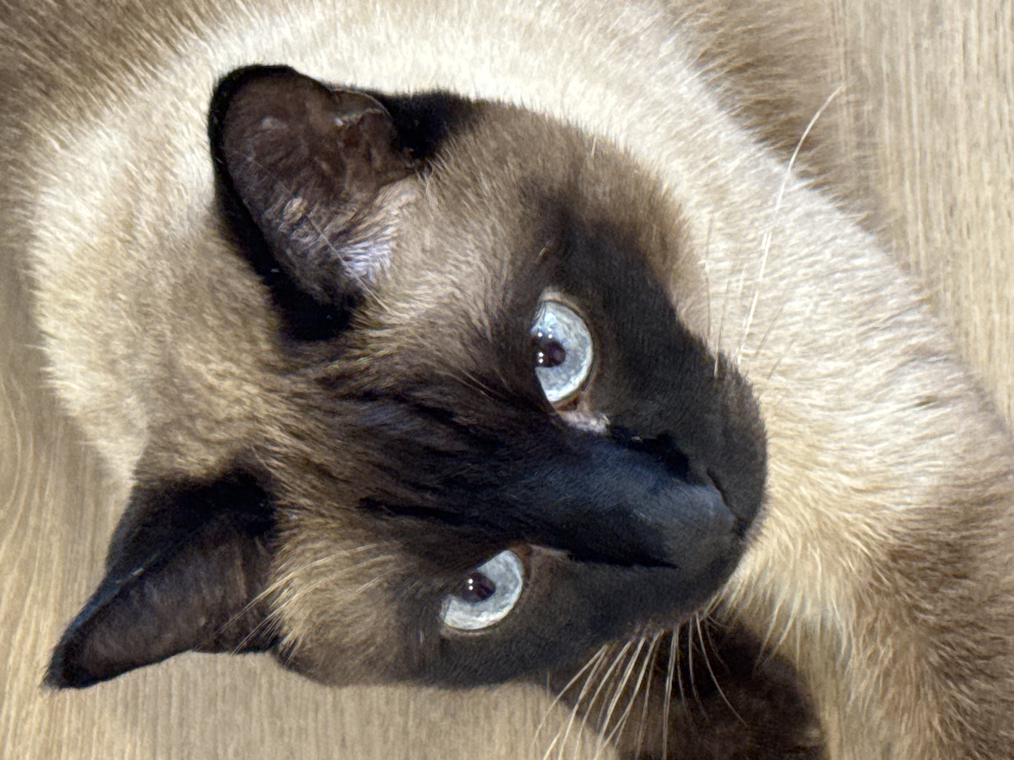A close-up, overhead shot shows a Siamese cat with striking blue eyes lying on a light-colored, textured surface, likely a floor. The cat's fur is a mix of creamy beige and darker brown markings on its face, ears, and paws. The background is blurred, but appears to be a wooden surface. The image is well-lit, with the cat's eyes being the focal point. There is no indication of the location being Saint Petersburg, Russia.