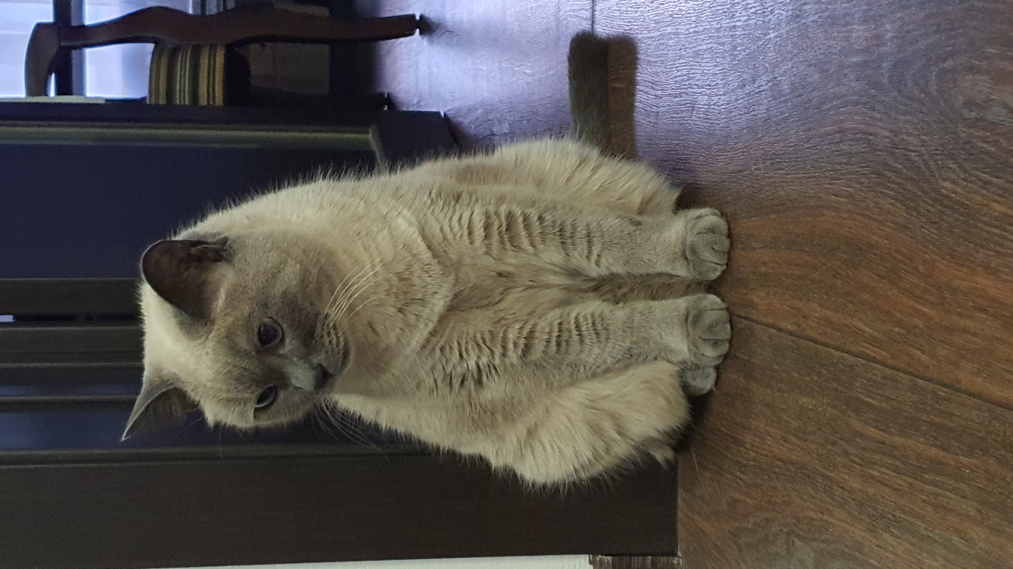 A light grey cat with dark points is sitting on a wooden floor. The cat is facing left with its head tilted down. The cat has large pointed ears, blue eyes, and white whiskers. Its fur is thick and fluffy. The wooden floor is a dark brown color with visible grain patterns. In the background, a dark brown door or cabinet is visible on the left, and a dark blue wall is behind the cat. To the right, a portion of a wooden chair with a striped seat is visible, suggesting an indoor setting, possibly a residential interior in Krasnoyarsk, Russia.