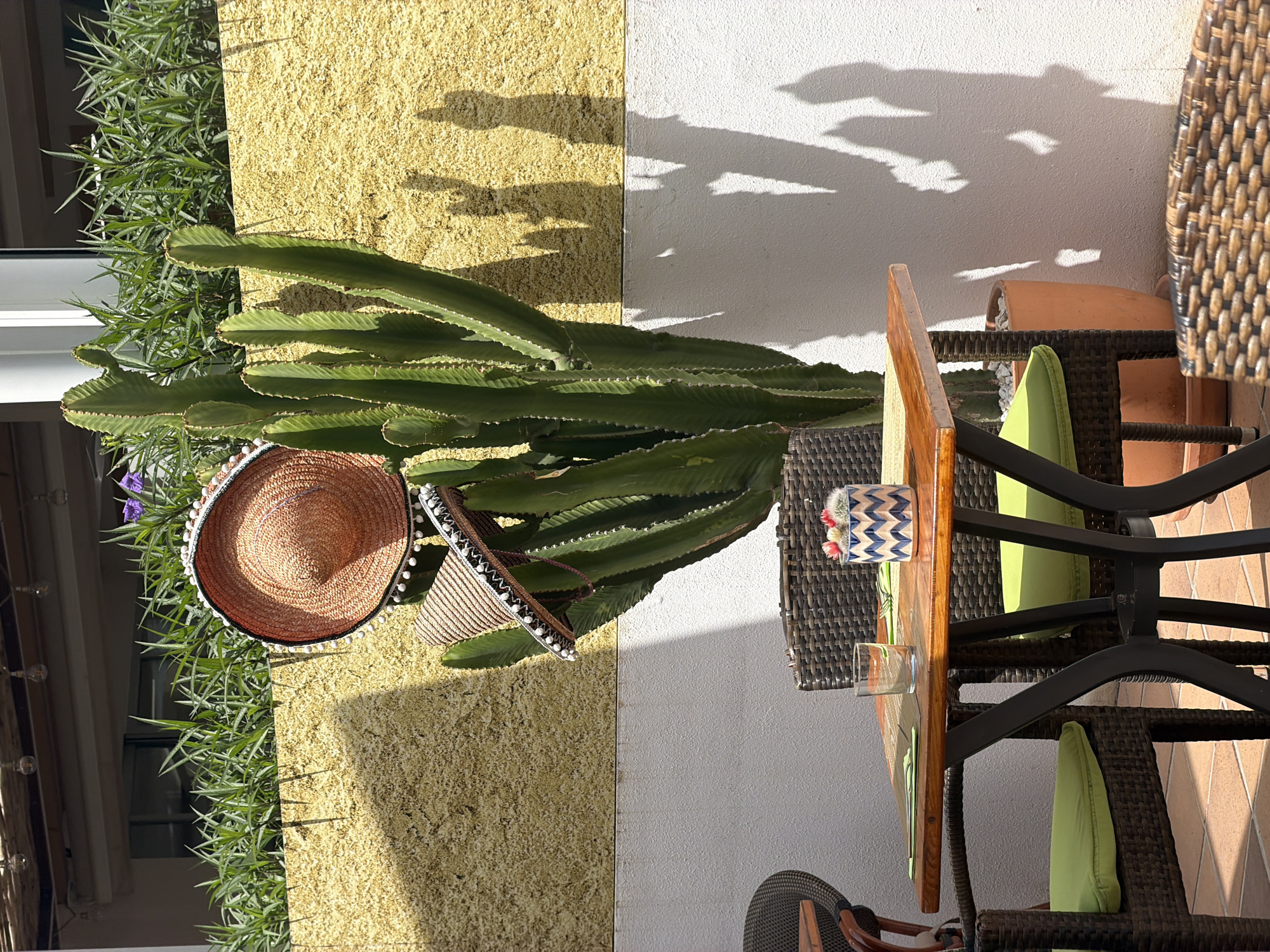 The image depicts a sunlit outdoor seating area, likely part of a restaurant or cafe, in Palmanova, Spain. In the foreground, a wooden table with black metal legs is set with a glass of water, a small decorative potted plant with red and pink flowers, and green placemats. Two wicker chairs with bright green cushions flank the table. Behind the table and chairs, a large cactus stands prominently against a textured yellow wall, with two straw sombreros hanging on its branches. Green foliage forms a backdrop above the yellow wall, with a hint of a building structure and overhead lighting visible. The bright sunlight casts distinct shadows of the cactus and foliage onto the white wall to the right. The overall scene suggests a relaxed, possibly Mediterranean, atmosphere.
