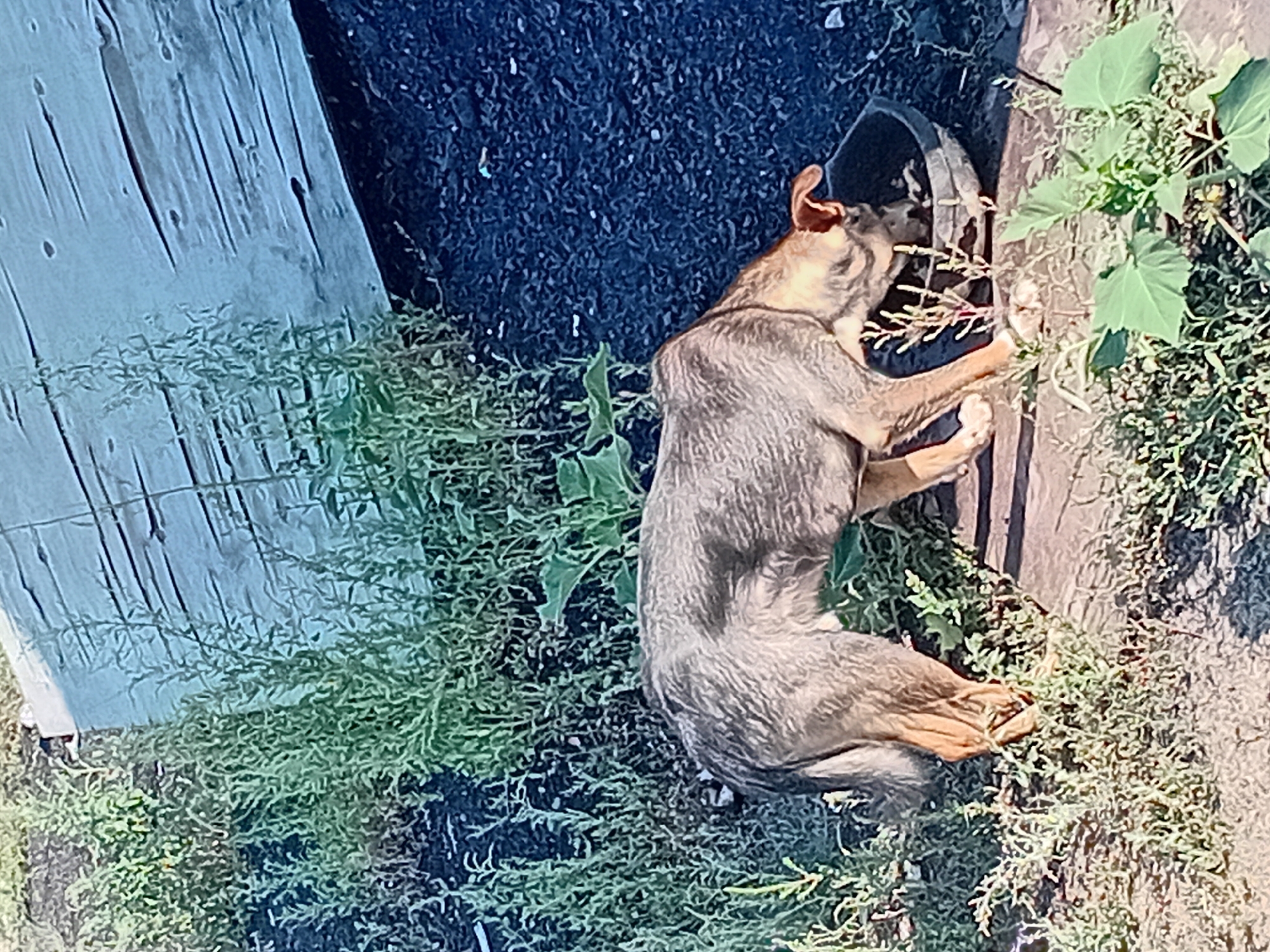 In the city of Semey, Kazakhstan, a medium-sized dog with tan and grey fur is drinking from a dark, shallow bowl placed on a paved surface surrounded by dry grass and weeds. The dog is positioned in profile, facing right, with its head lowered into the bowl. Behind the dog, a large, weathered wooden plank lies horizontally. The background consists of dark, granular ground and green foliage. The overall scene suggests an outdoor setting with natural elements and a utilitarian object.