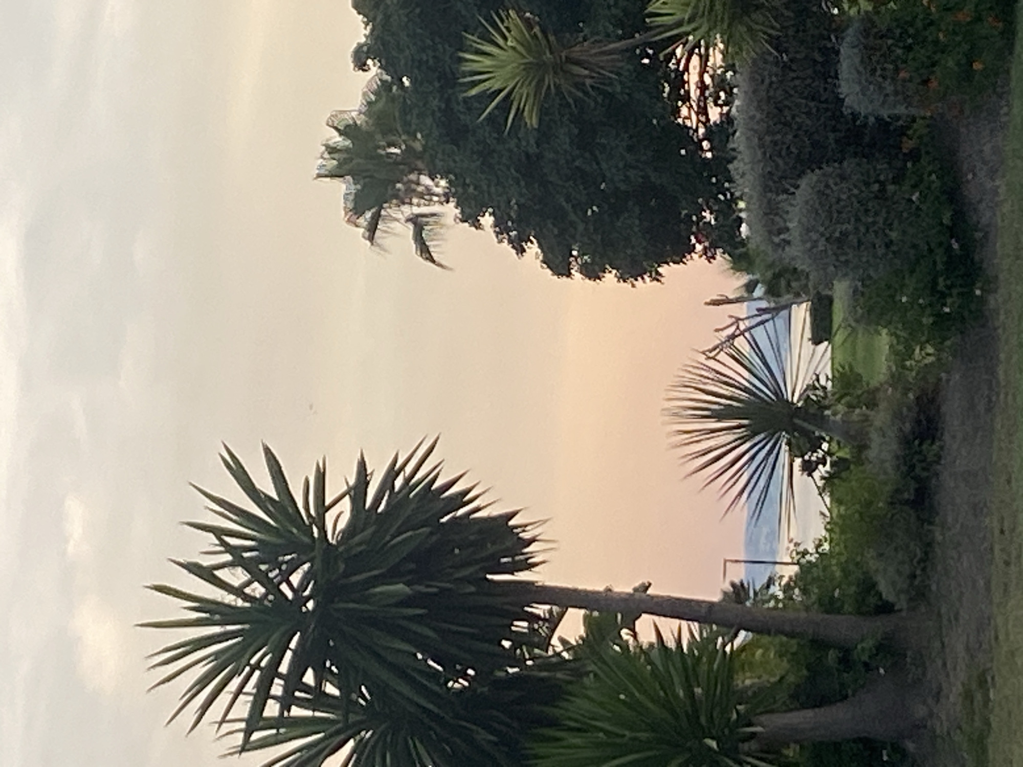 This image depicts a tranquil outdoor scene, likely in Estepona, Spain, at dusk. The sky is a soft gradient of pale yellow and pink, suggesting the sun has recently set or is about to rise. In the foreground, lush green foliage and various types of palm trees are visible. A prominent spiky palm tree is positioned in the center, with other palm trees and dense shrubs framing the view. In the background, a body of water, likely the Mediterranean Sea, stretches across the horizon, with a sliver of land visible in the distance. The overall atmosphere is peaceful and serene, with no people or animals present in the frame.