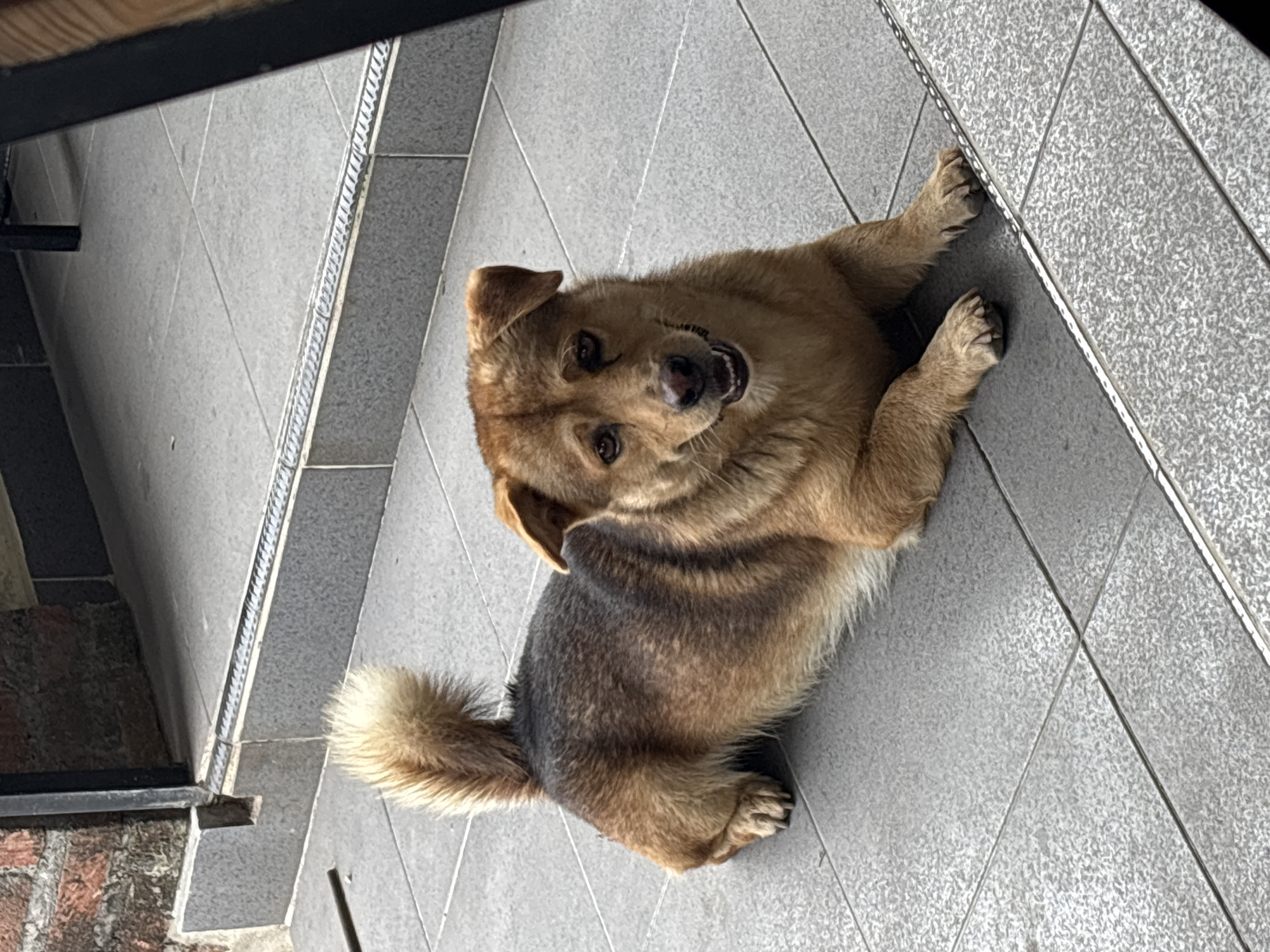 A medium-sized dog with tan and dark brown fur lies on a gray tiled floor outdoors. The dog's tail is bushy and curled upwards. Its front paws are crossed, and its head is slightly tilted as it looks at the camera with its mouth open, appearing to pant. The background consists of a brick wall on the left and more gray tiled steps with metal edging. A thin metal rod lies on the tiles to the left of the dog. The scene is likely a public space or outdoor seating area.