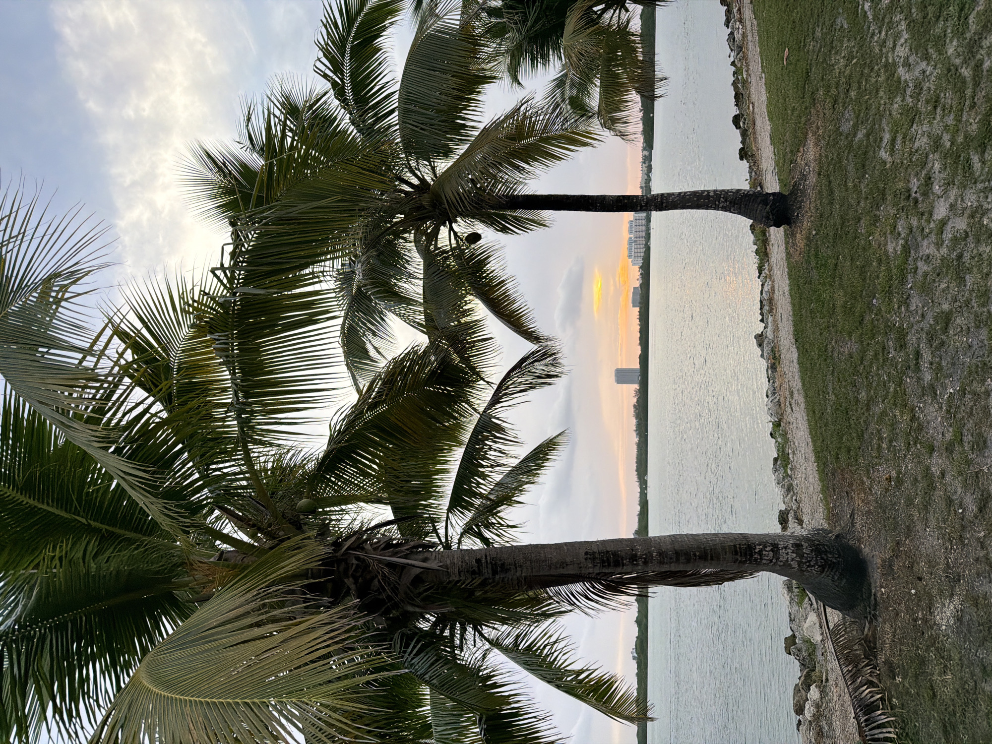 Two palm trees stand in the foreground of an image depicting a waterfront scene at sunset. The palm trees are tall and slender with large fronds. The left palm tree is closer to the viewer and leans slightly to the right. The right palm tree is further back and stands upright. Behind the palm trees, a body of water stretches to the horizon, with a city skyline visible in the distance. The sky is cloudy with a warm glow of sunset colors peeking through. The environment appears to be a park or recreational area, with grass and rocks lining the waterfront. The location is Bal Harbour Village, United States of America.