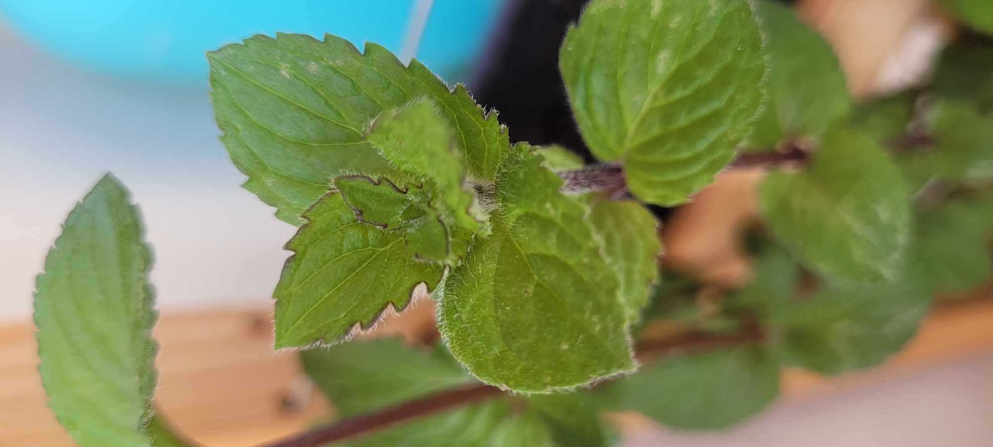 This is a close-up, high-angle, shallow depth-of-field photograph of a mint plant's leaves. The leaves are a vibrant green, with serrated edges and a slightly fuzzy texture. Some leaves are tightly curled, suggesting new growth. The stem is dark and fuzzy. In the blurred background, a warm wooden surface is visible on the left, and a bright turquoise object is on the right, suggesting an outdoor or windowsill setting. There are no people or actions depicted in the image. The photograph does not provide enough information to determine its specific location in Heusenstamm, Germany.