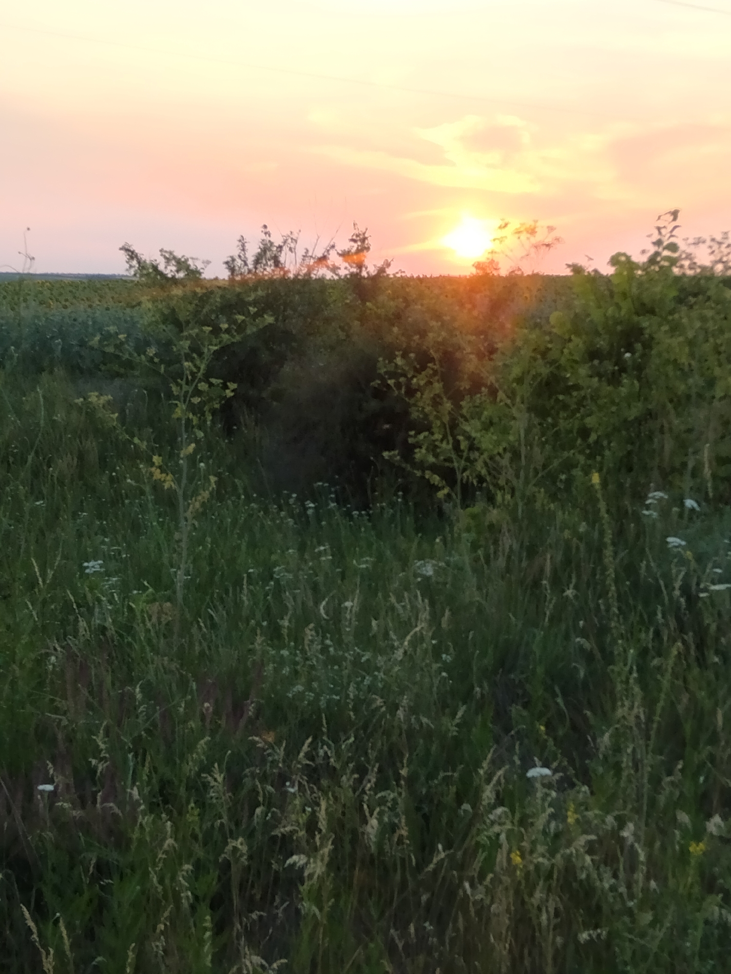 An outdoor, vertical, medium shot captures a sunset over a rural landscape. The sky, a gradient of pale yellow and soft orange, features wispy clouds illuminated by the setting sun. The sun itself is a bright, circular orb positioned in the upper right quadrant of the frame, casting a warm glow.
Dominating the foreground is tall, green grass, interspersed with smaller white wildflowers. A thin, sapling-like tree stands in the middle ground, its leaves a mix of green and yellow. Behind the grass and sapling, a dense thicket of dark green foliage creates a visual barrier. Beyond this, in the distance, are rows of what appear to be sunflowers, their heads facing away from the viewer. The overall impression is one of peaceful, natural scenery at dusk.